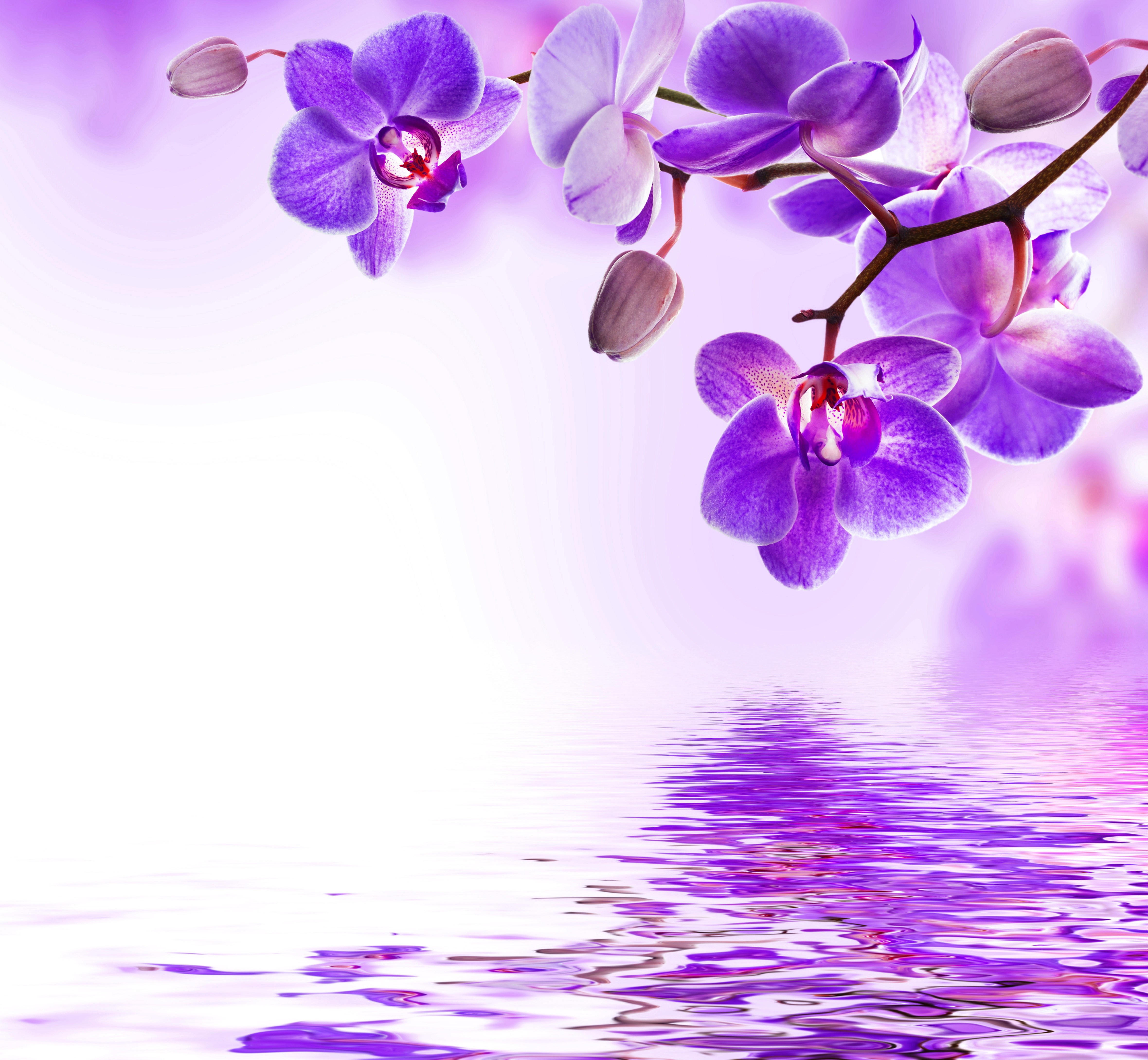 4K Orchid Violet HD Wallpaper