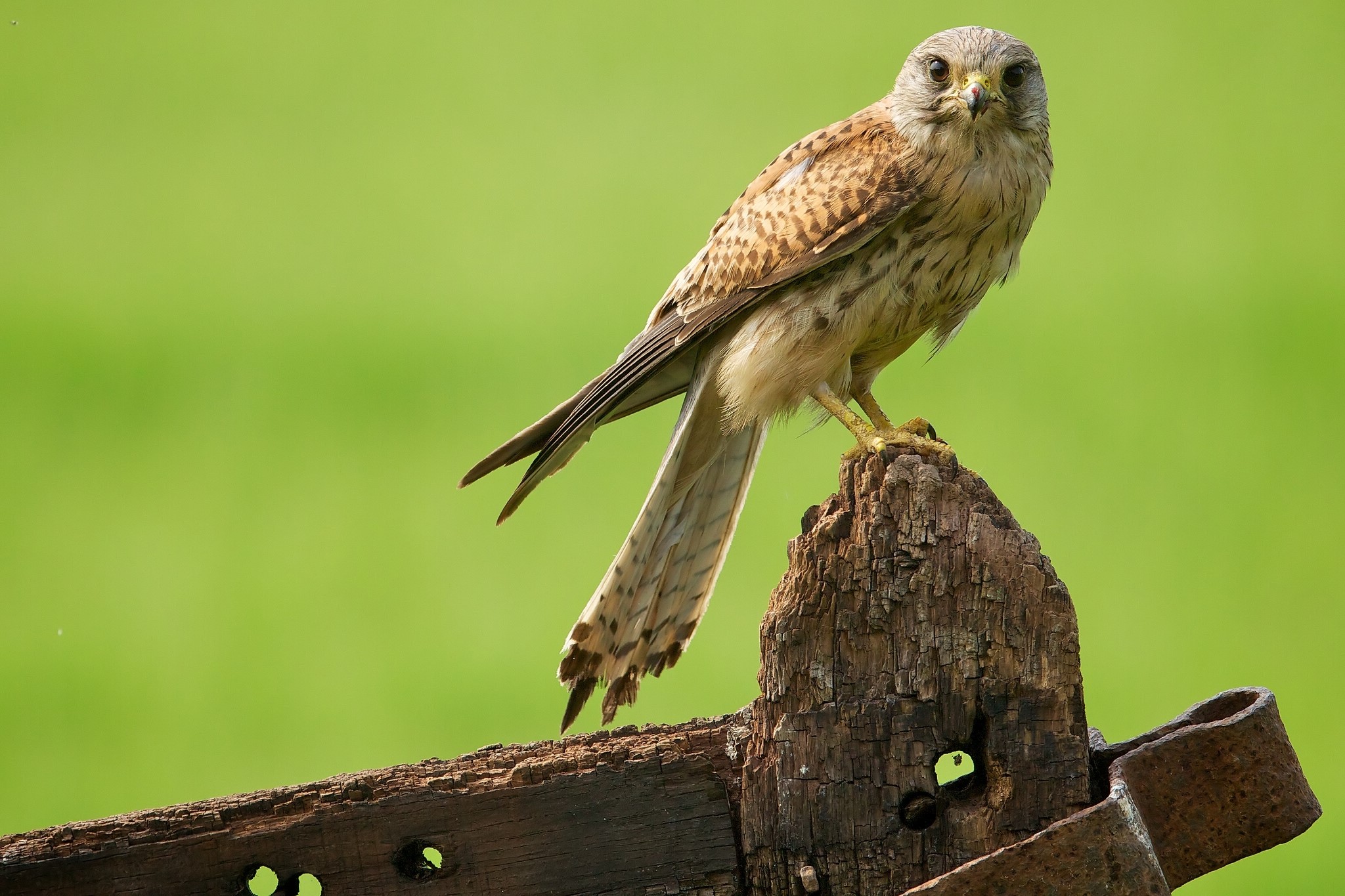 Kestrel perched on a wooden post HD Wallpaper