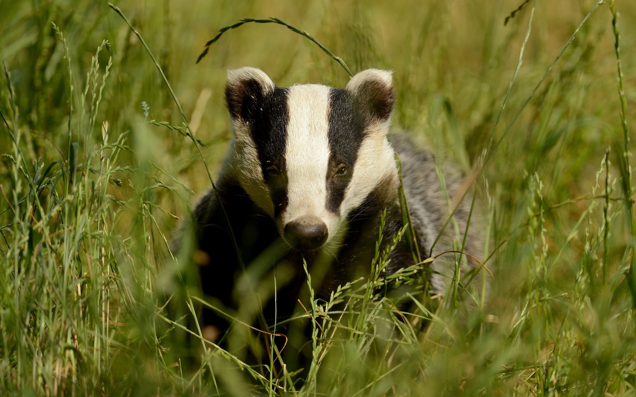 European badger in tall green grass HD Wallpaper