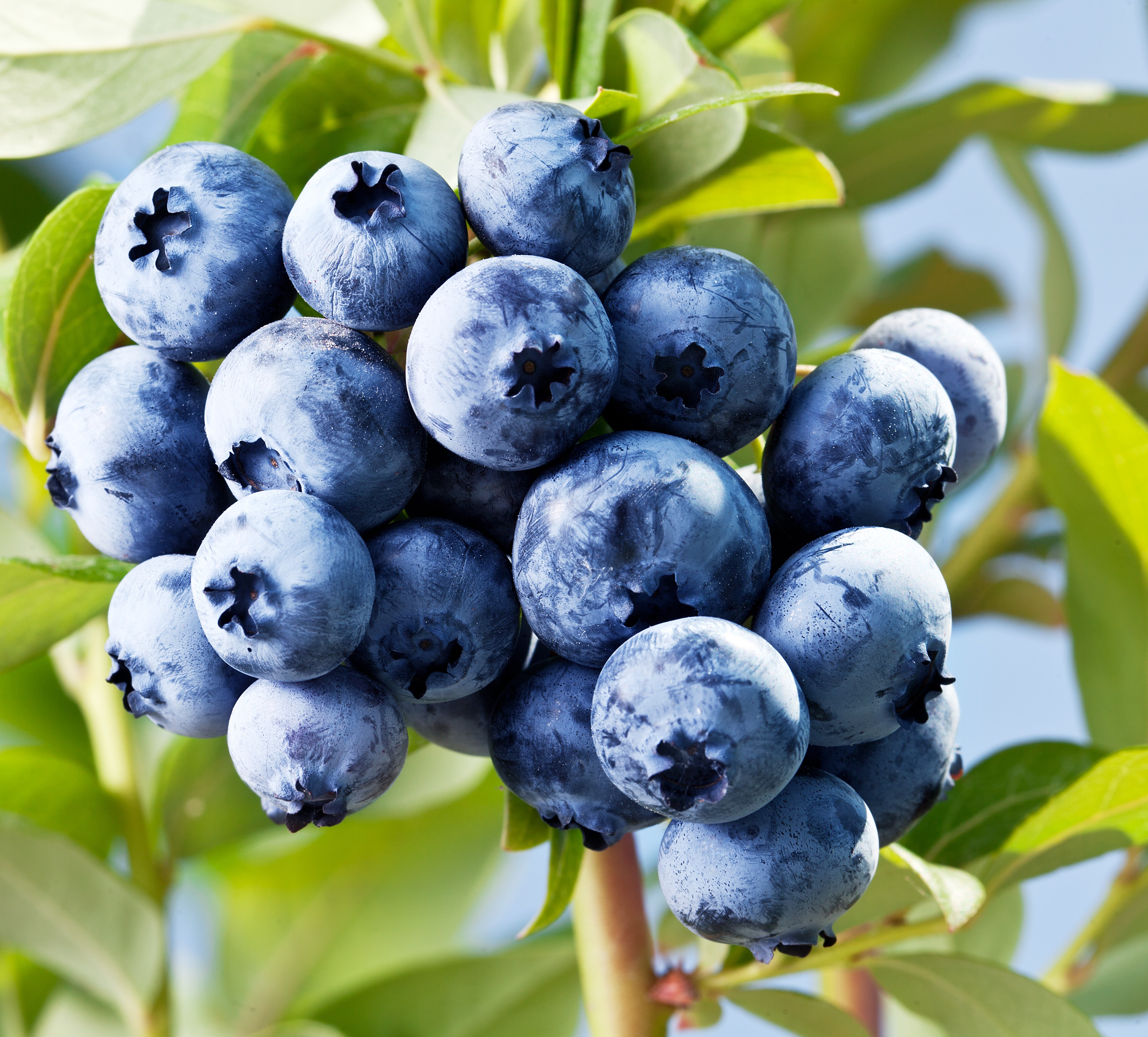 4K Blueberries on a Branch HD Wallpaper