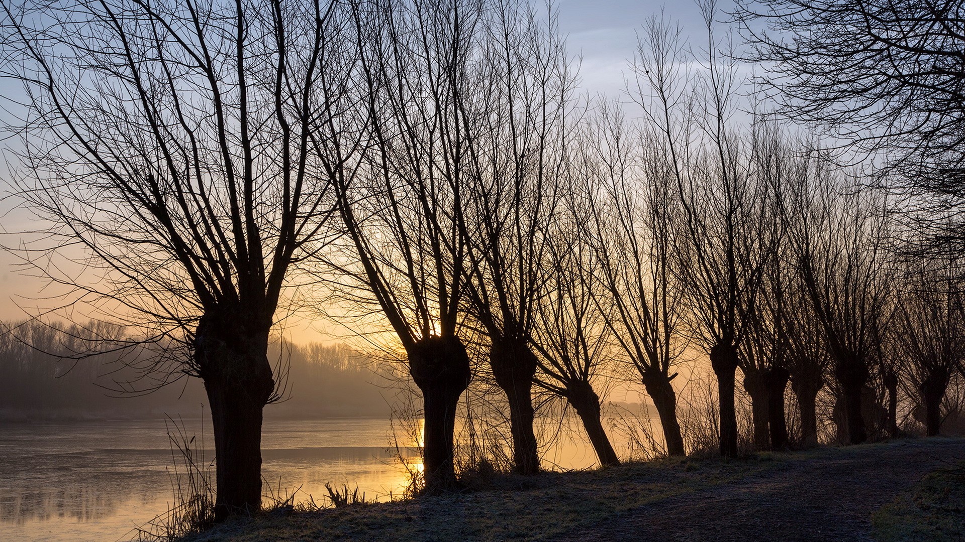 Bare trees along a river at sunrise HD Wallpaper