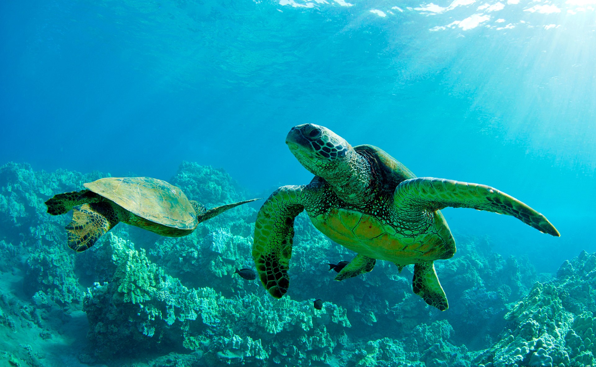  Turtles HD Wallpapers
