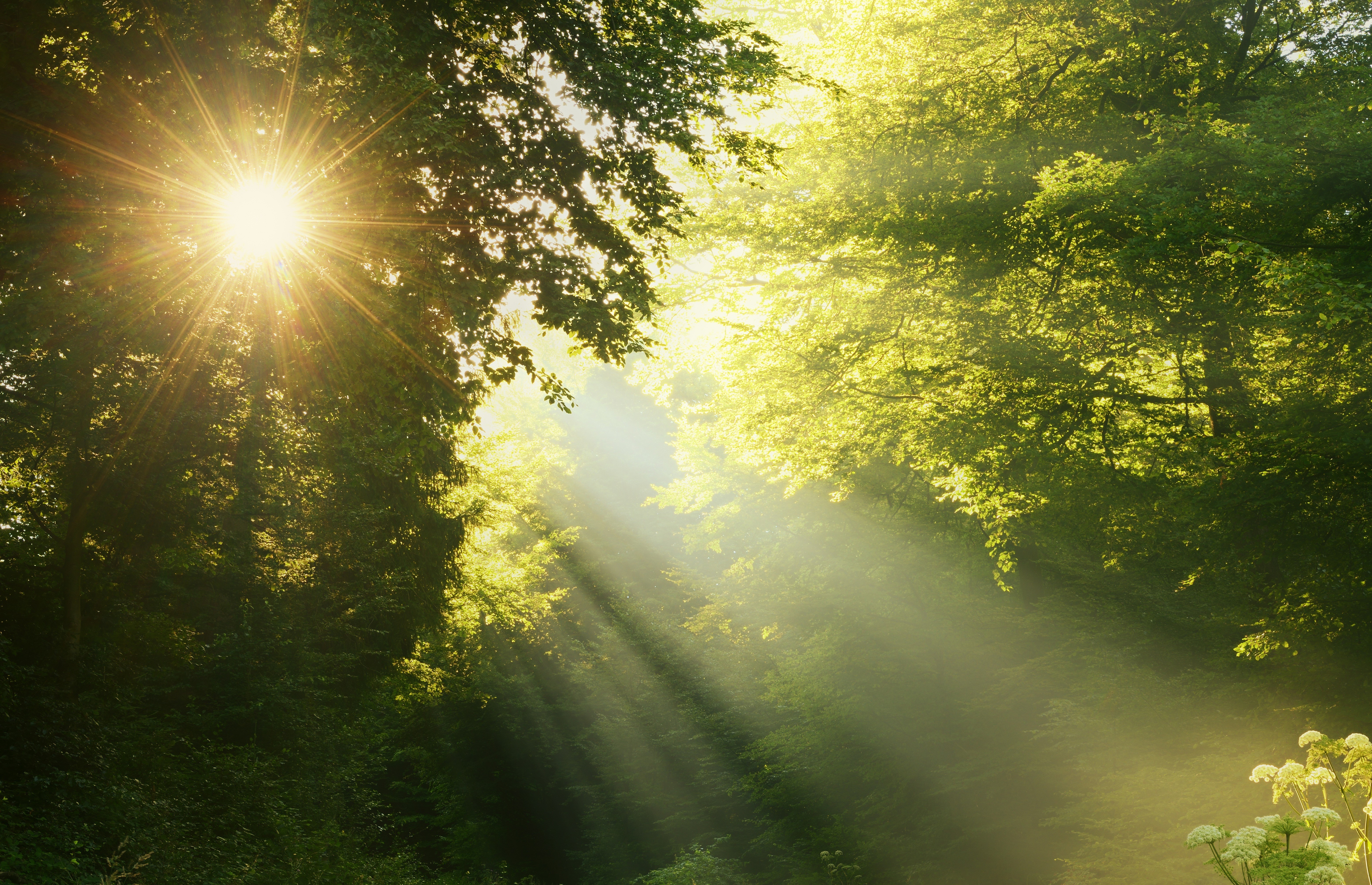 Sunlight Rays Through Forest Trees HD Wallpaper