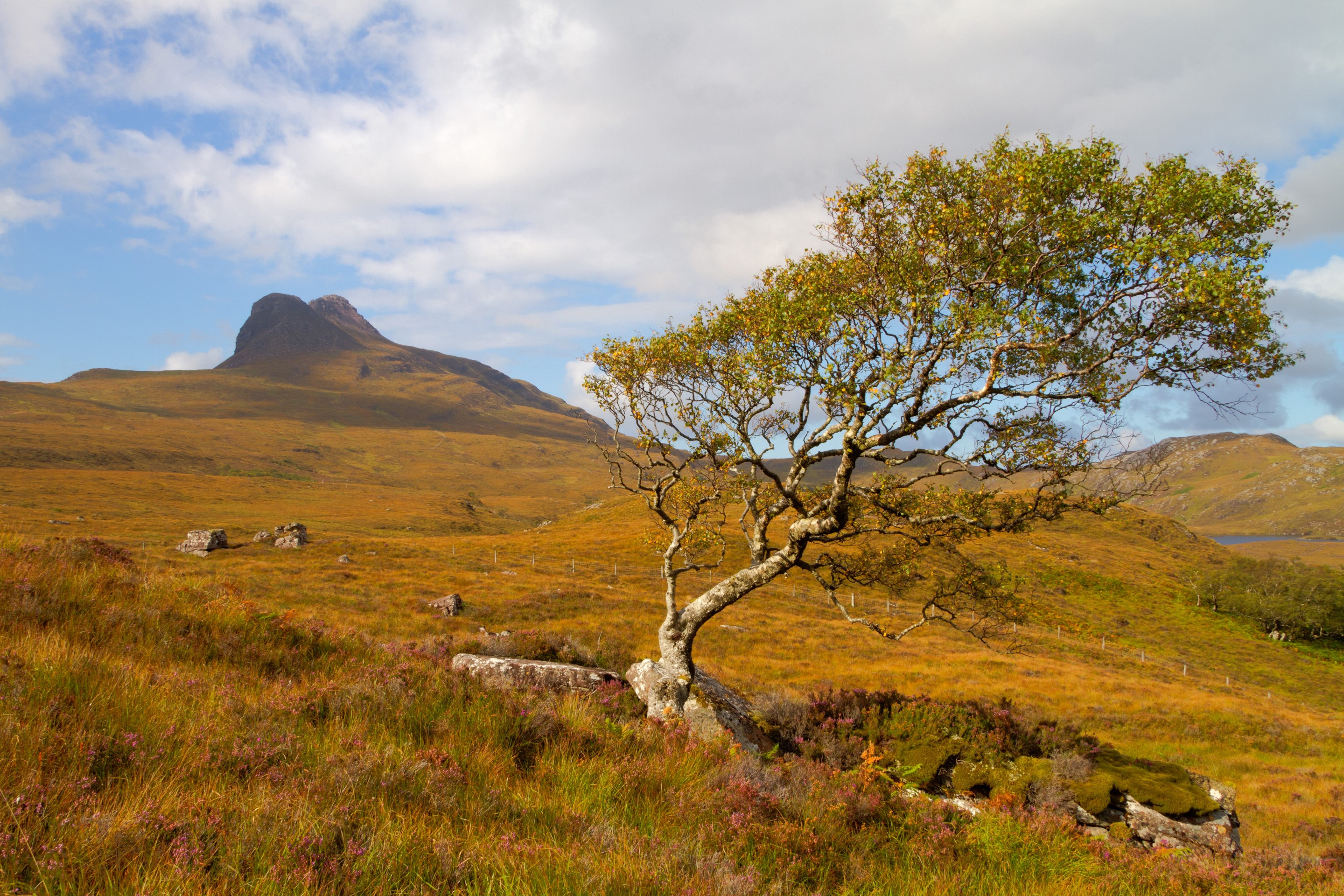 Tree in a Scottish Highland landscape with a mountain HD Wallpaper