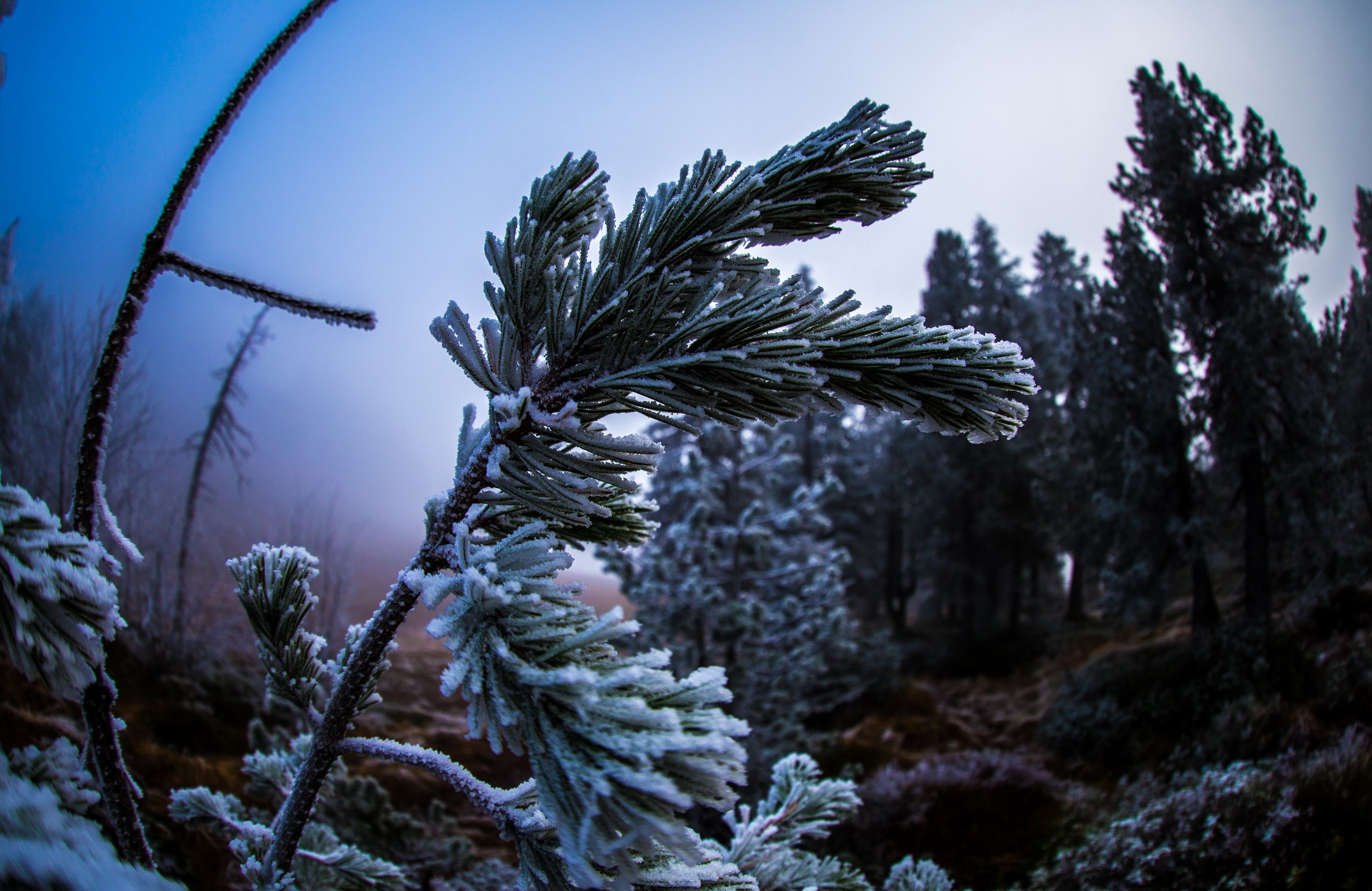 Pine branch covered in frost in a foggy forest HD Wallpaper