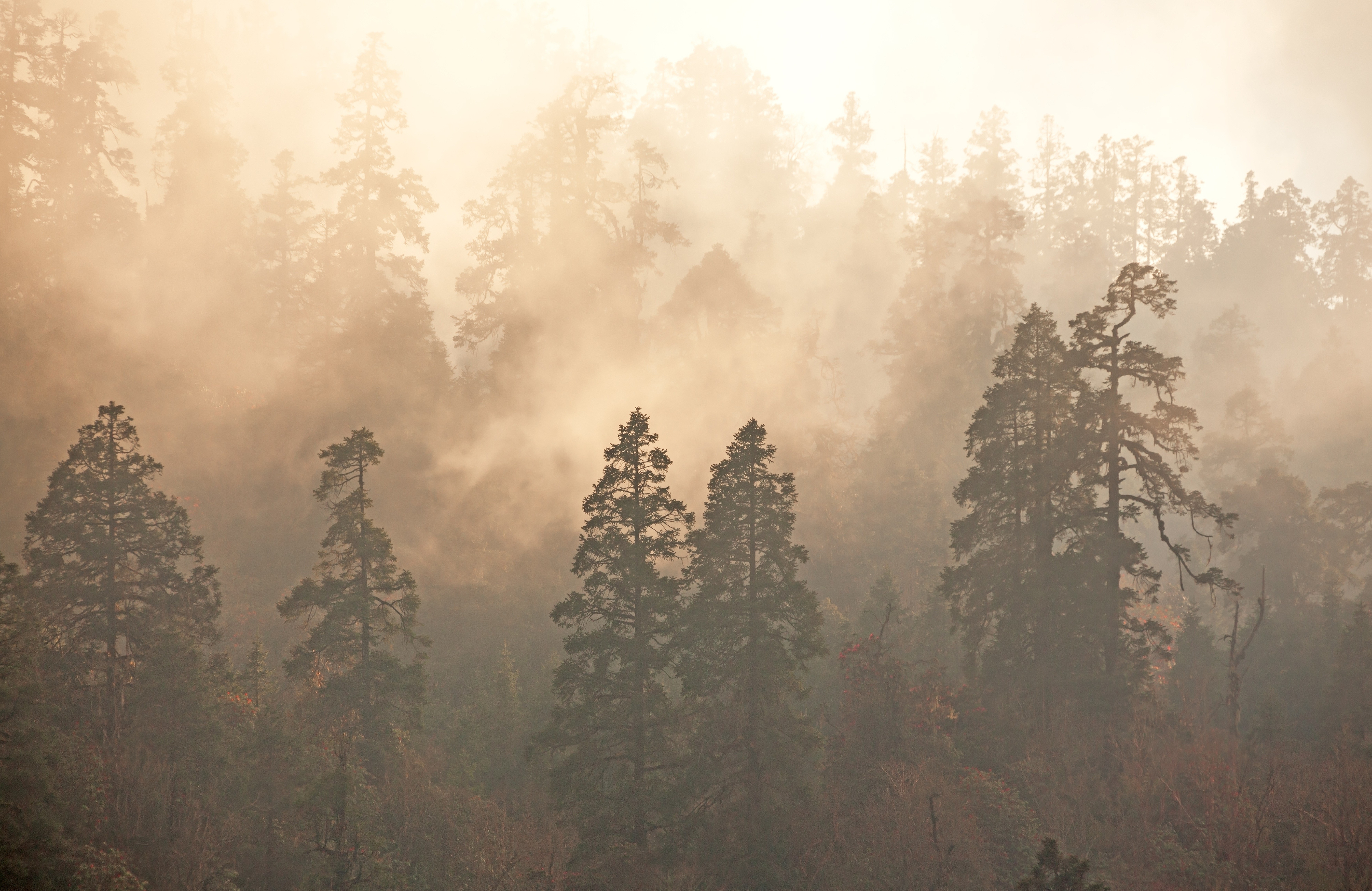 Forests and fog with tall trees HD Wallpaper