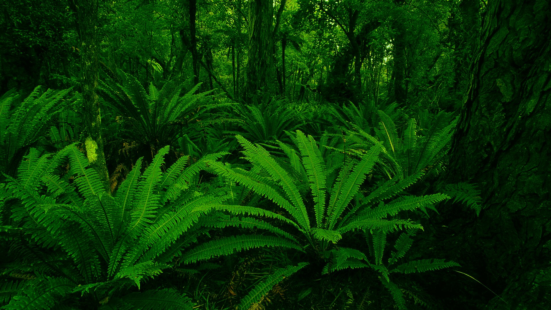 Dense green forest with ferns and trees HD Wallpaper