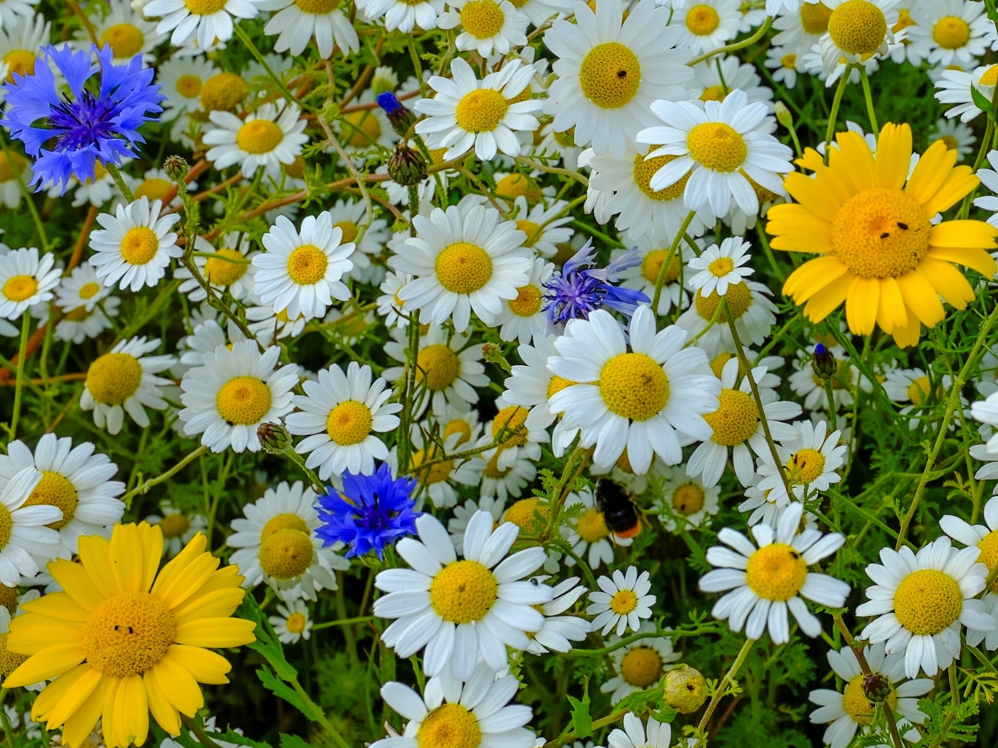 Field of daisies with blue cornflowers and yellow flowers HD Wallpaper