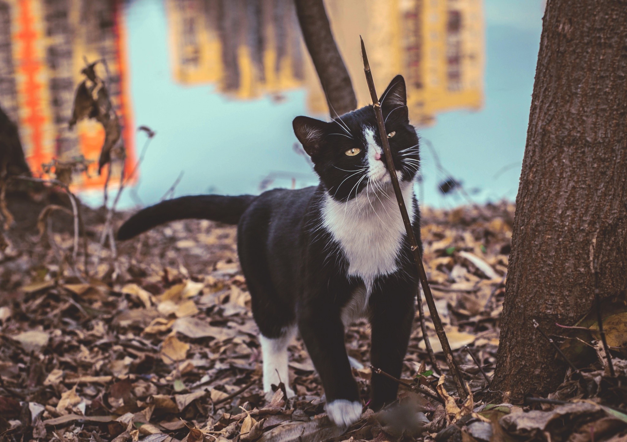 Black and white cat playing with a stick outdoors HD Wallpaper