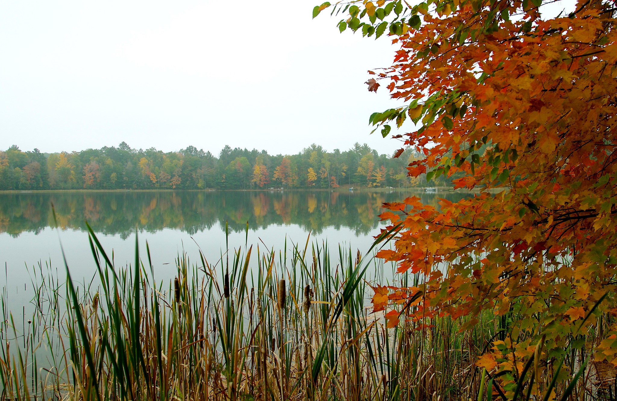 Autumn leaves by a lake with reeds HD Wallpaper