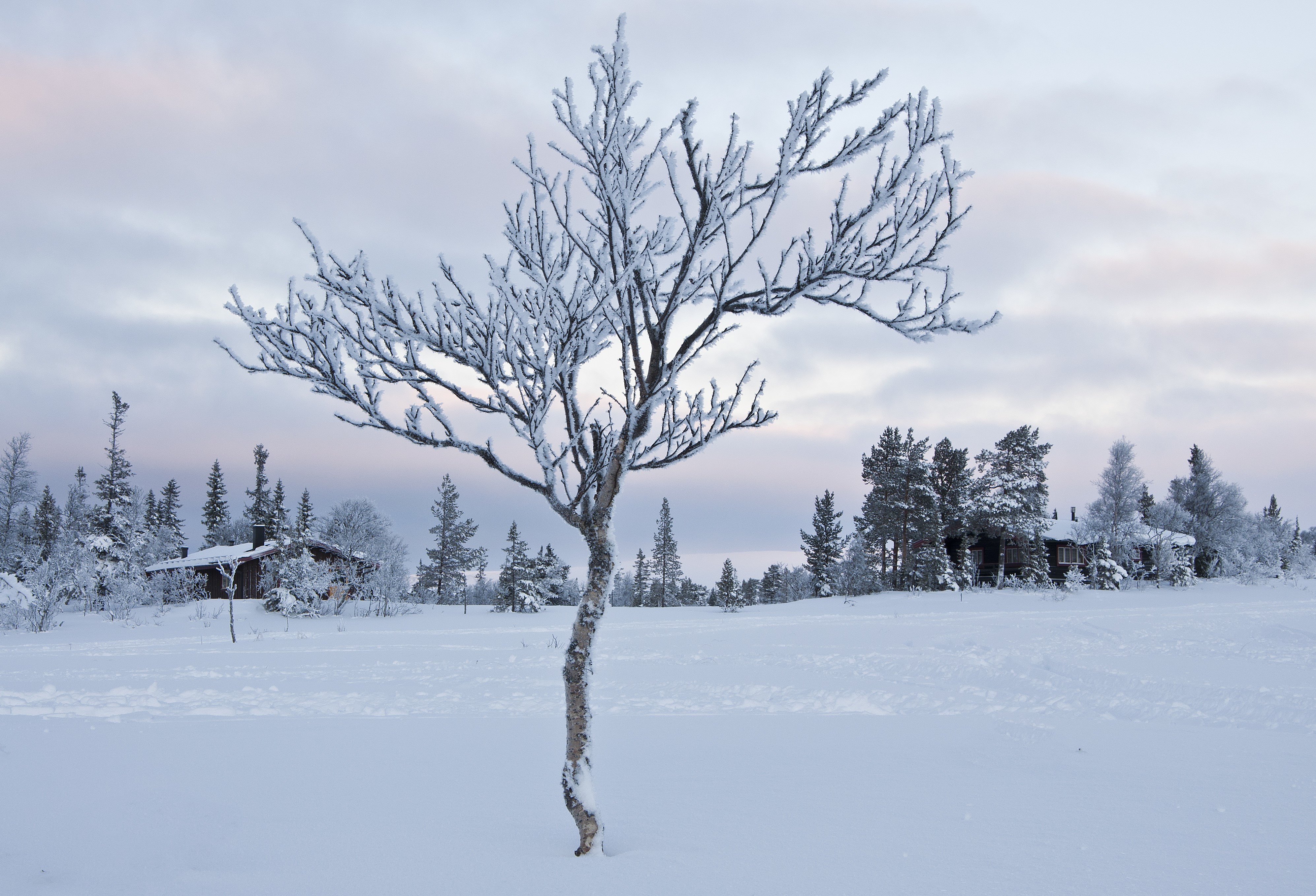 Winter landscape with frosted tree and cabins HD Wallpaper