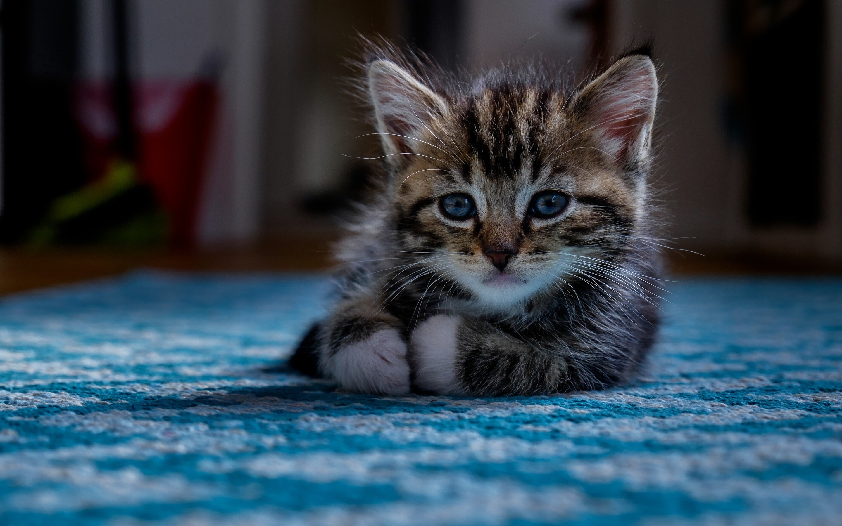 Kitten with blue eyes on a blue rug HD Wallpaper