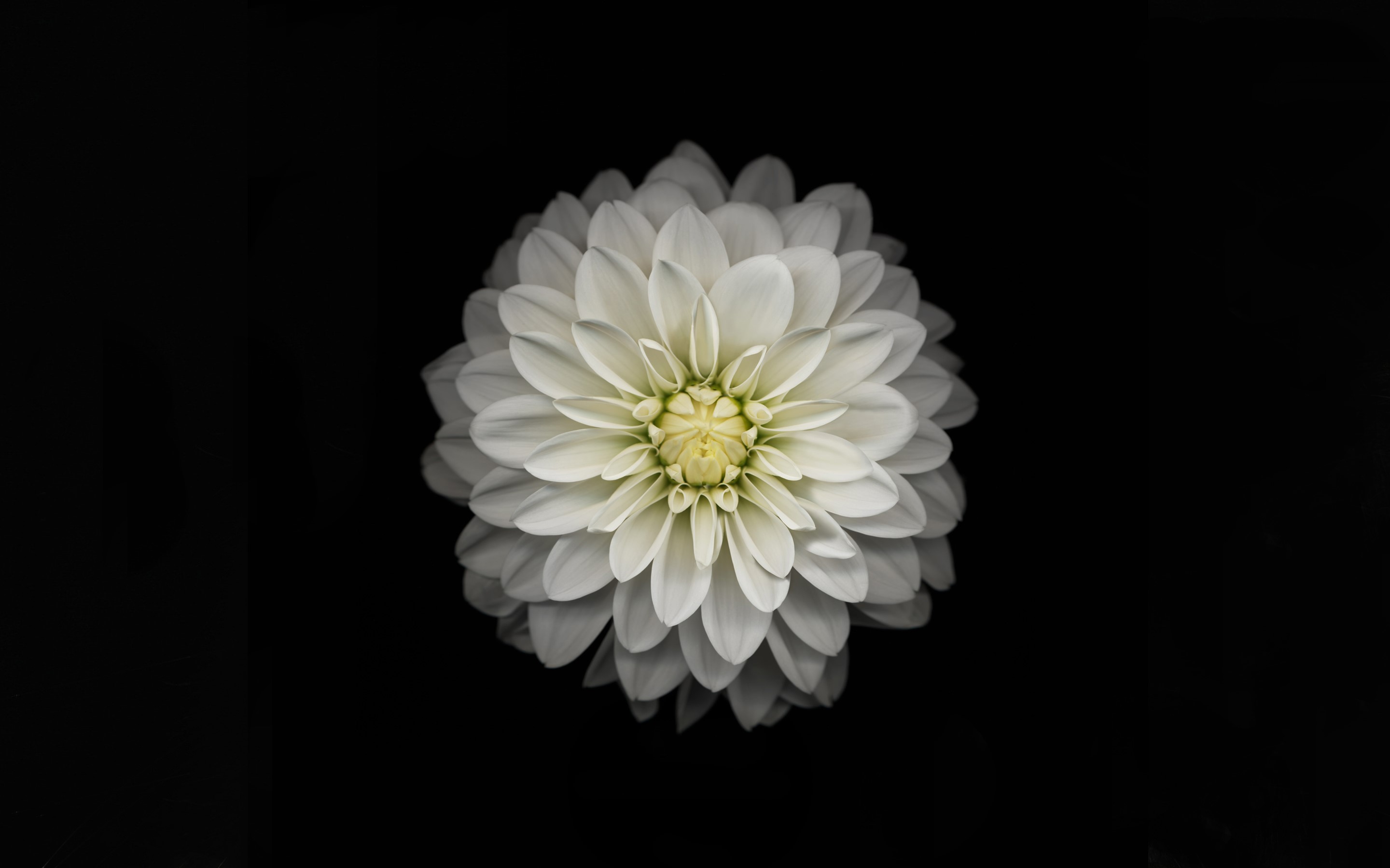 White Dahlia flower closeup HD Wallpaper