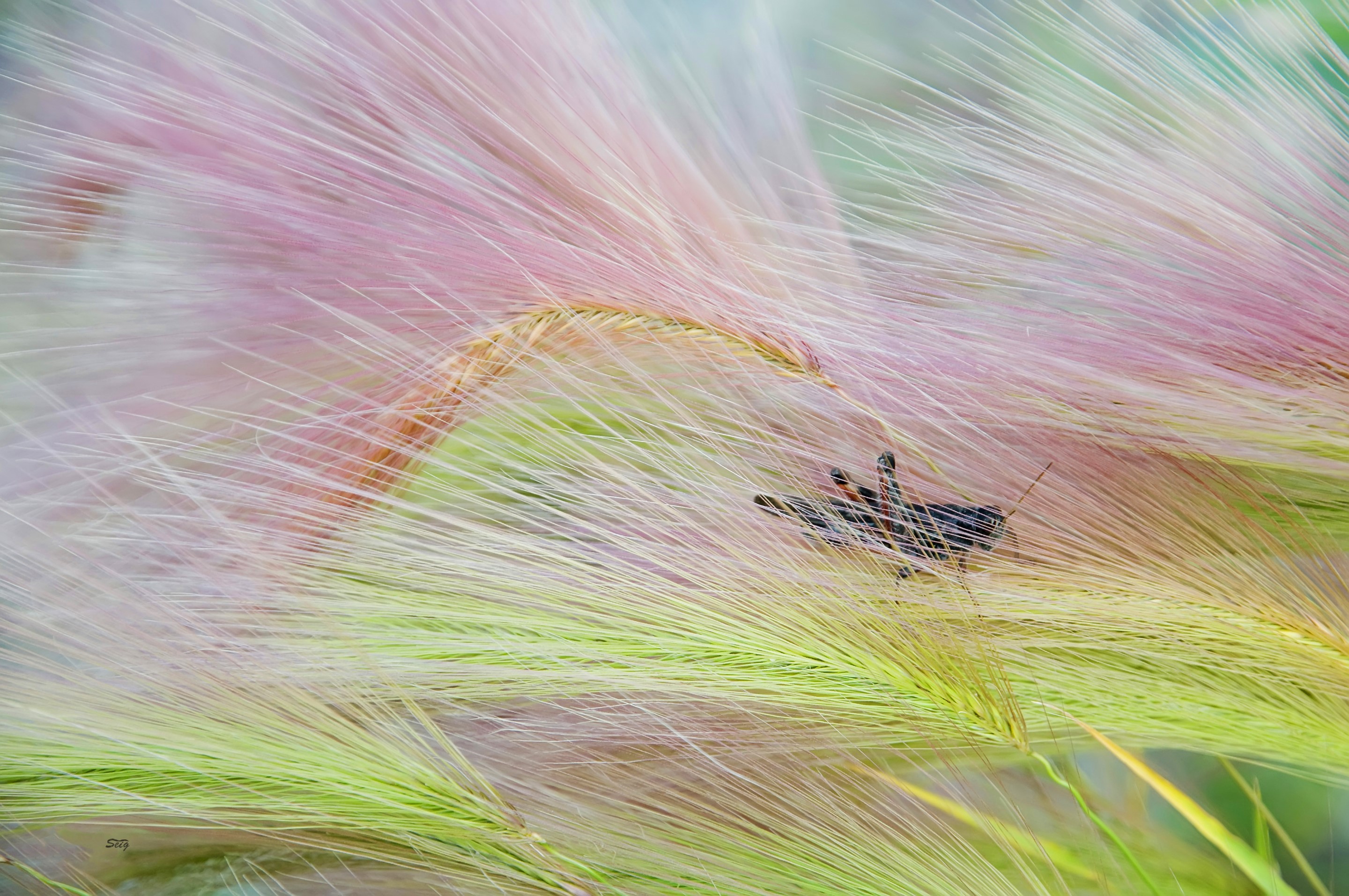 Grasshopper on pink and green grass HD Wallpaper