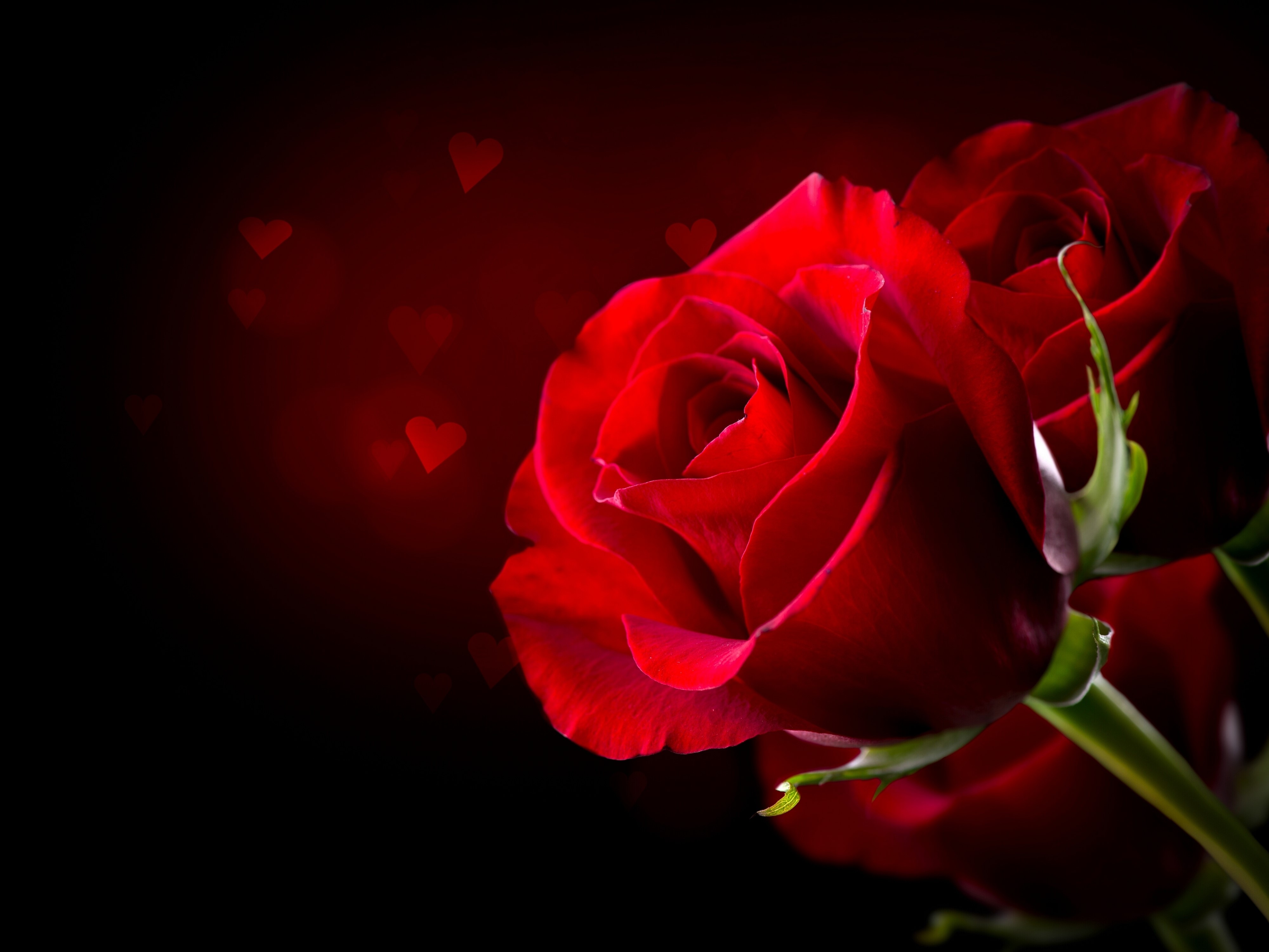 4K Red Roses Closeup HD Wallpaper