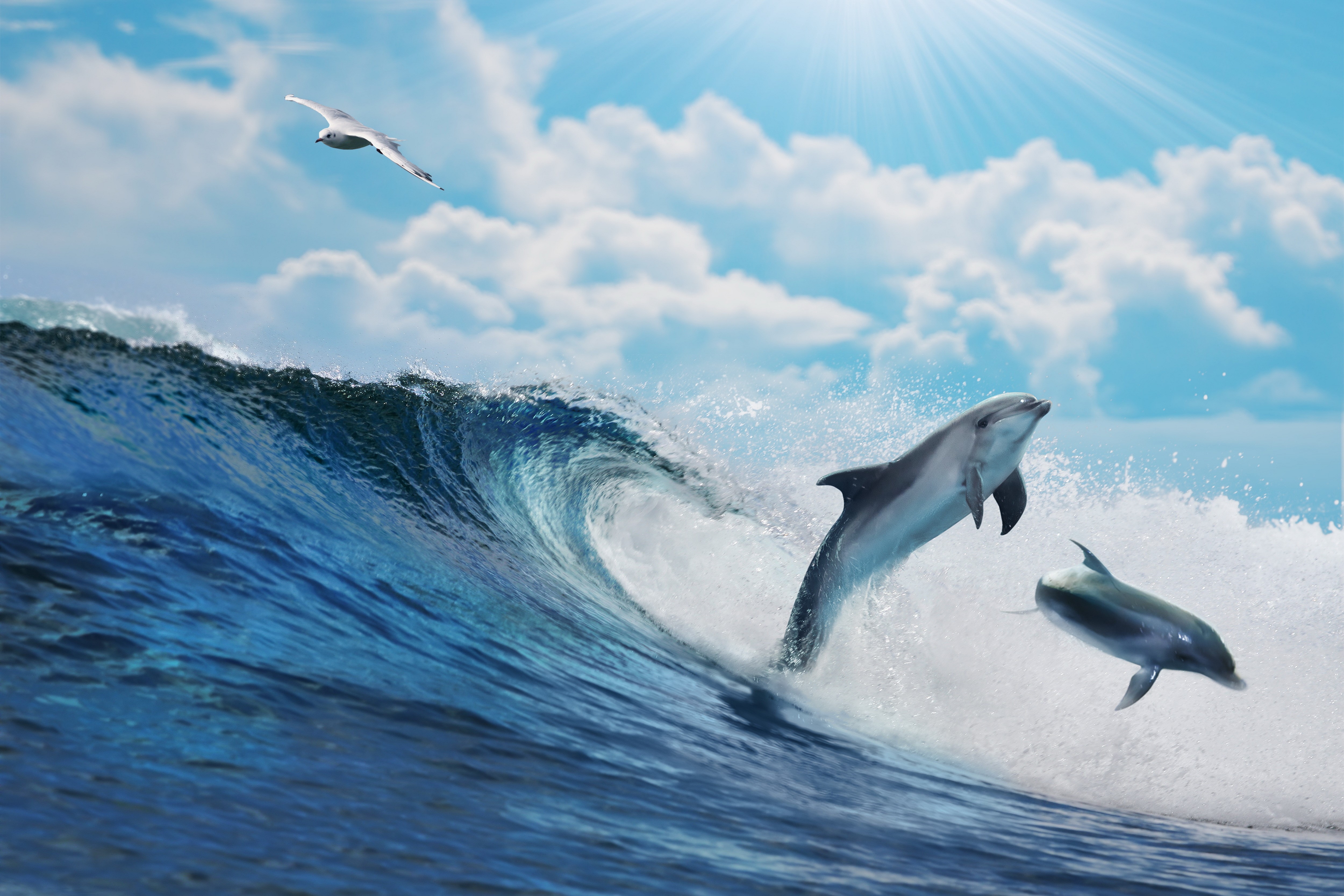 Dolphins jumping over a wave with a seagull flying HD Wallpaper
