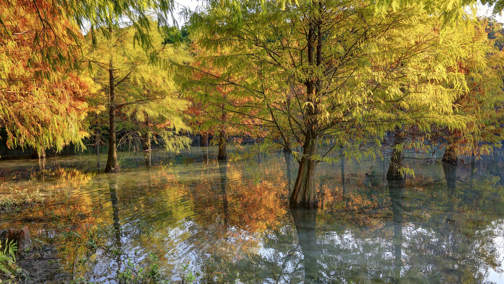 Autumn trees reflected in water HD Wallpaper