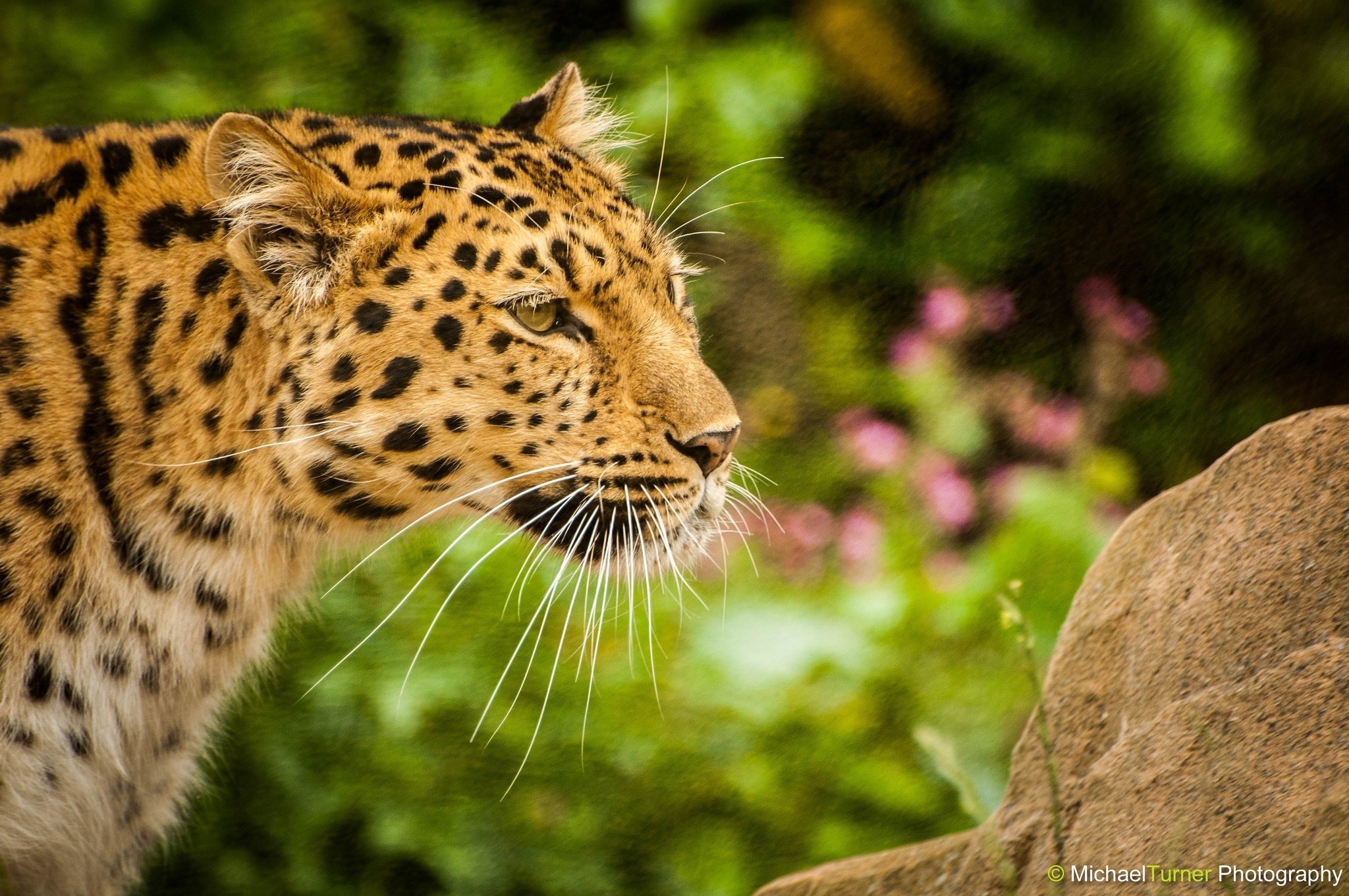 Leopard with long whiskers in a natural setting HD Wallpaper