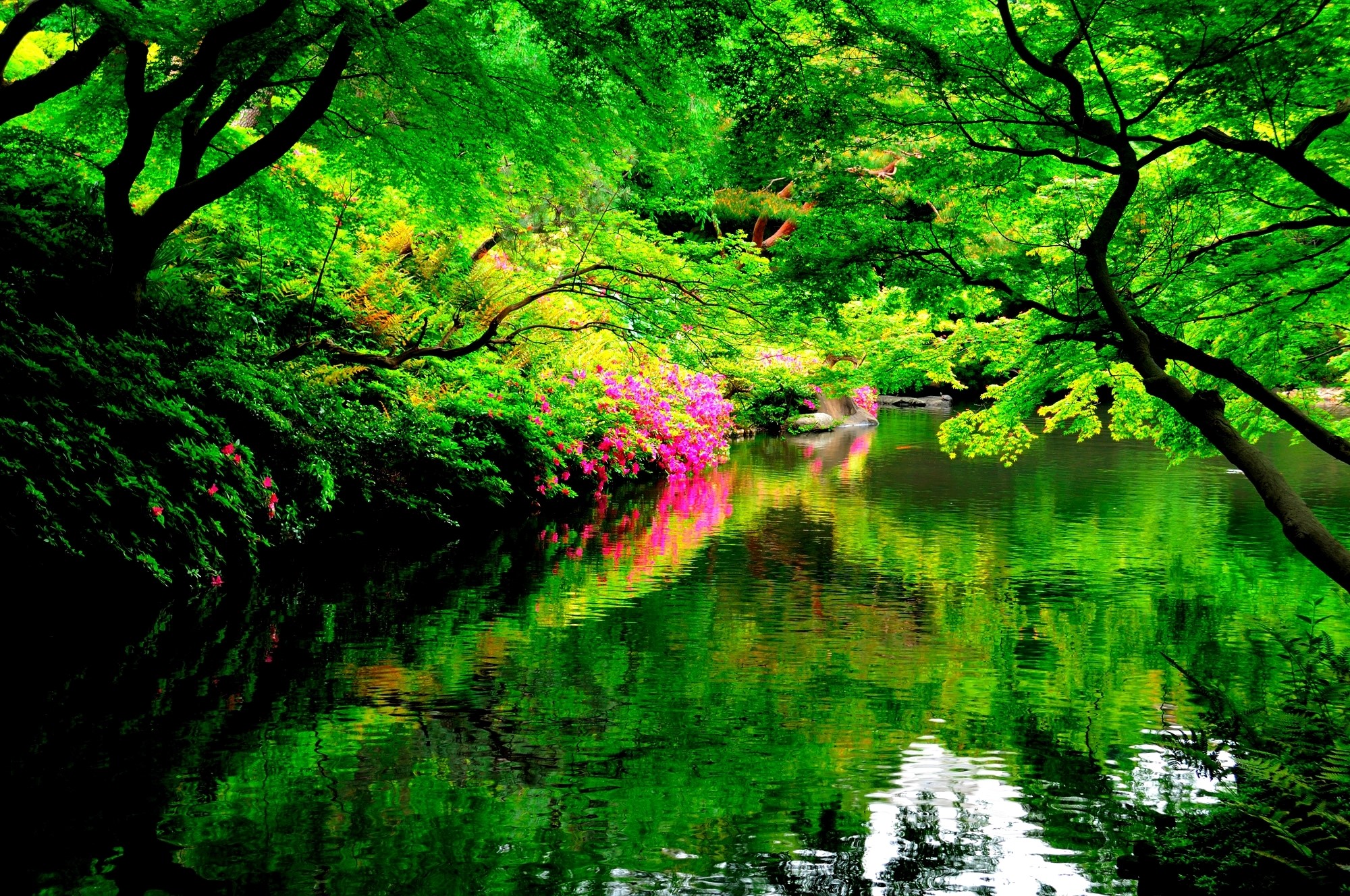 A tranquil Japanese garden with a pond and vibrant foliage HD Wallpaper