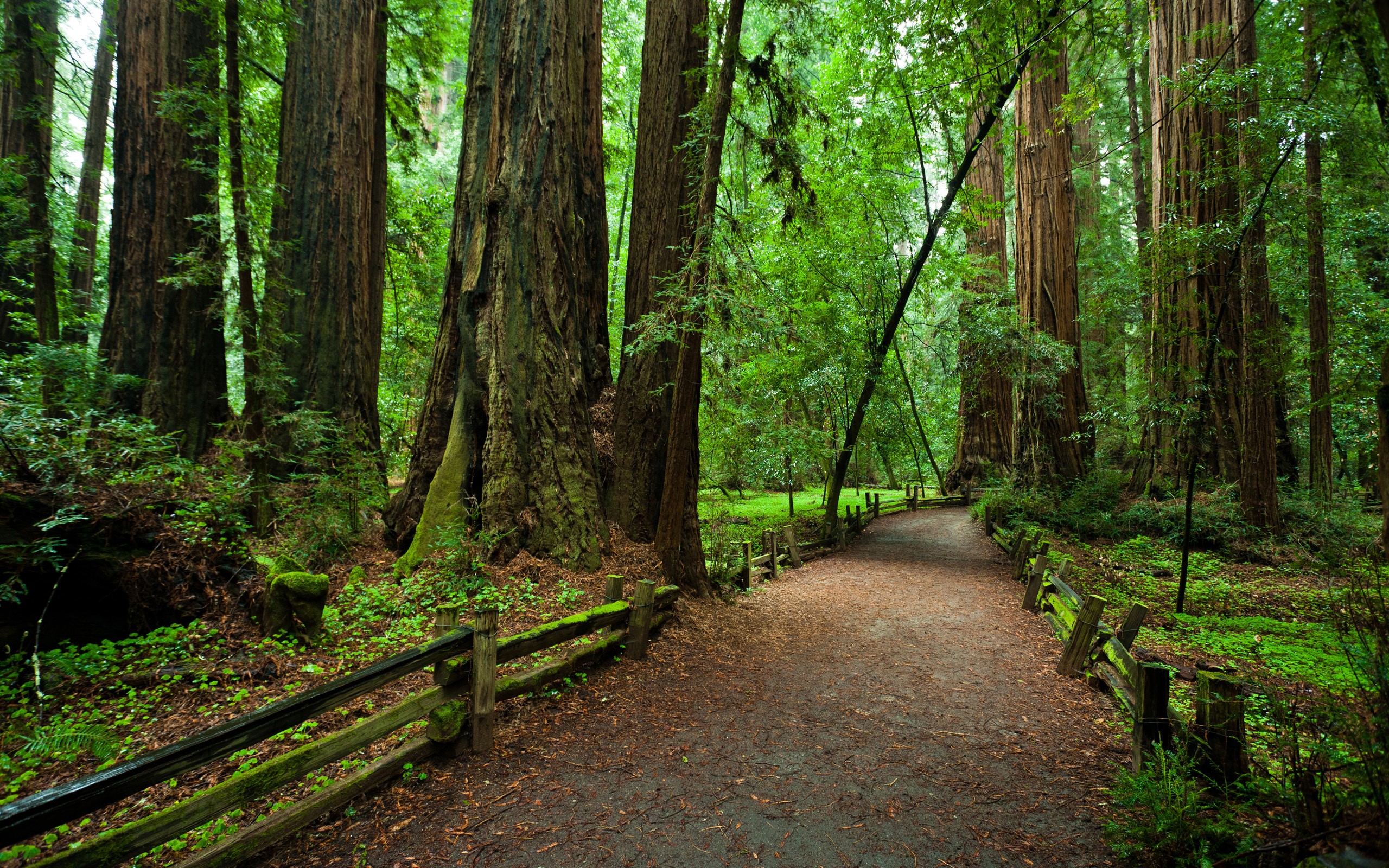 Redwood Forest Path with Wooden Fence in California HD Wallpaper