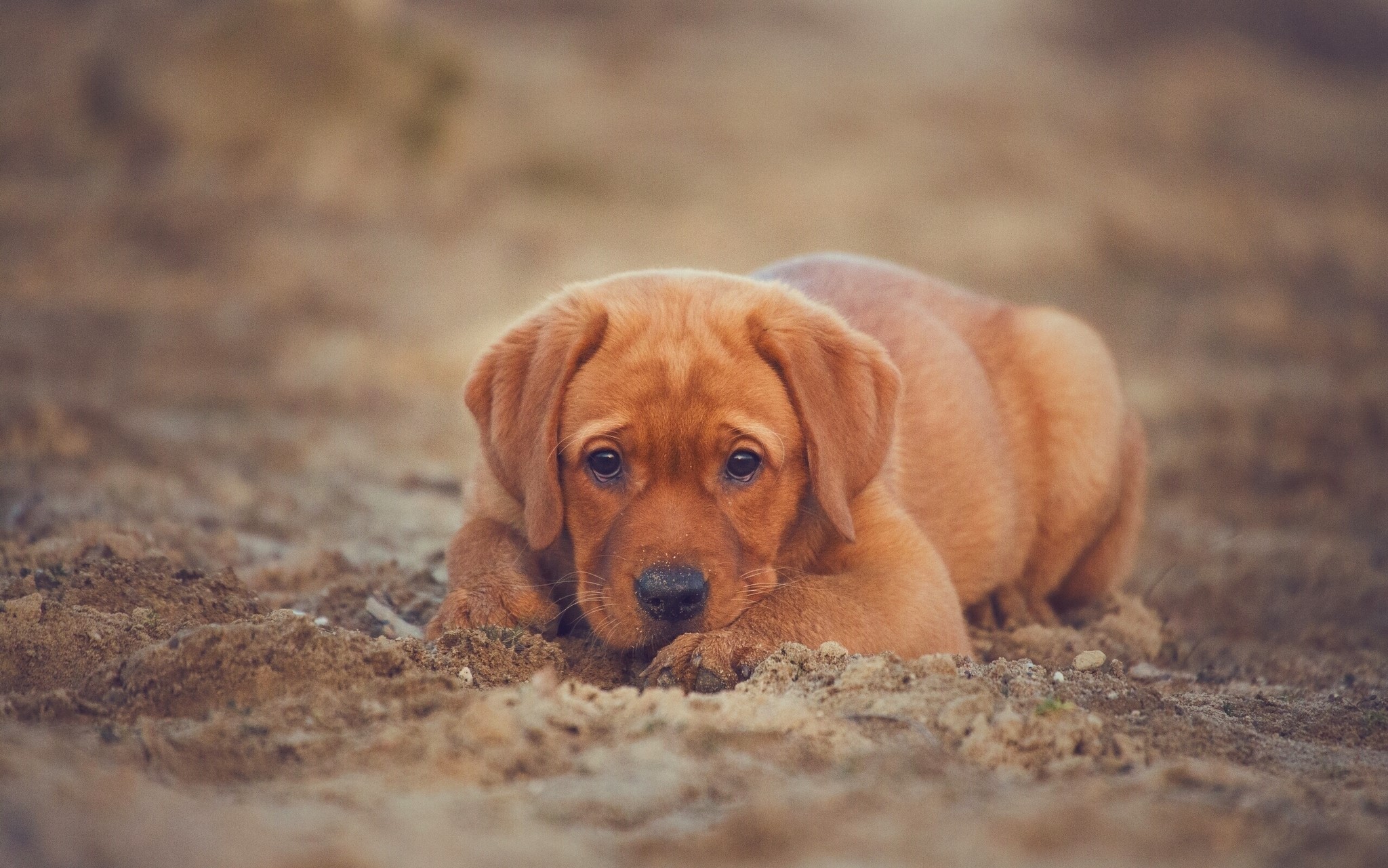 A sad-looking fox red Labrador puppy lying on the sand HD Wallpaper