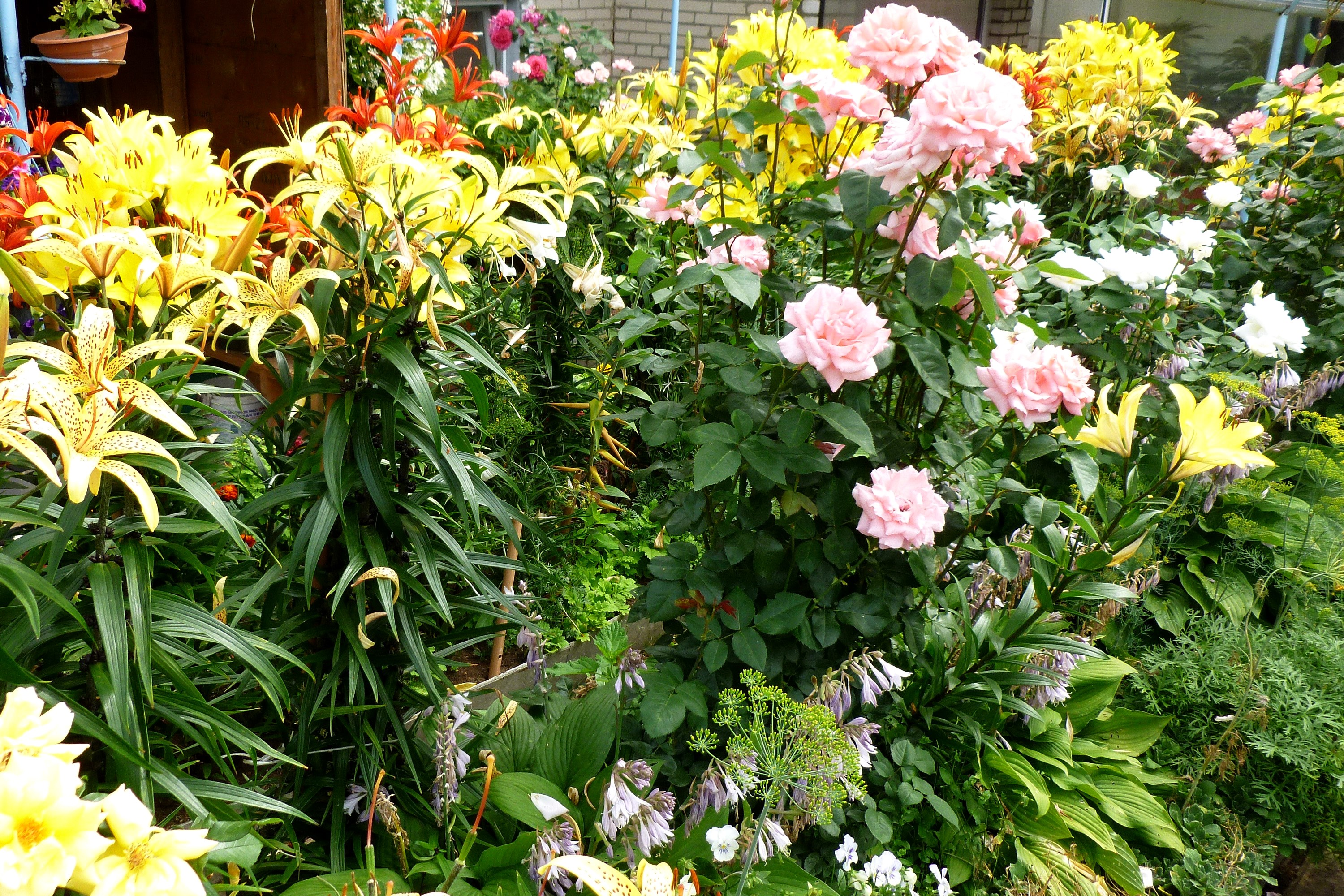 Pink roses and yellow lilies in a garden HD Wallpaper
