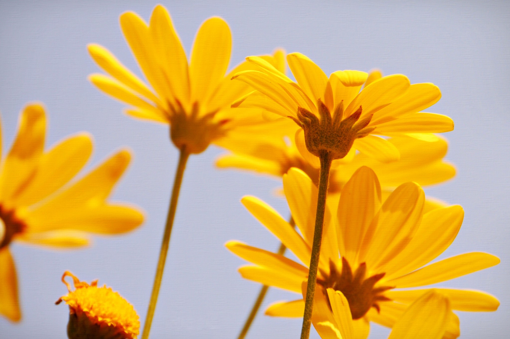 Yellow daisies against a light blue sky HD Wallpaper
