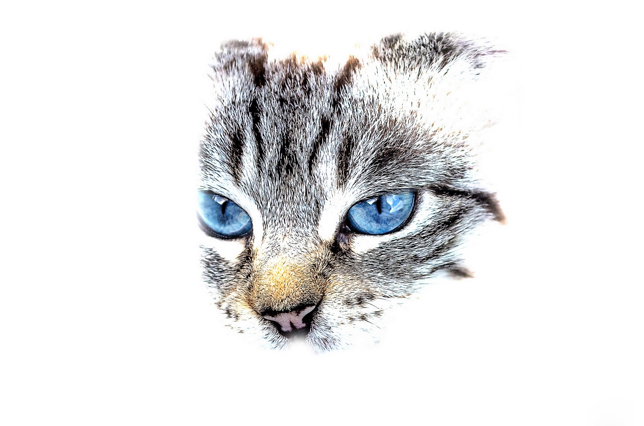 Close-up of a cat's face with blue eyes HD Wallpaper