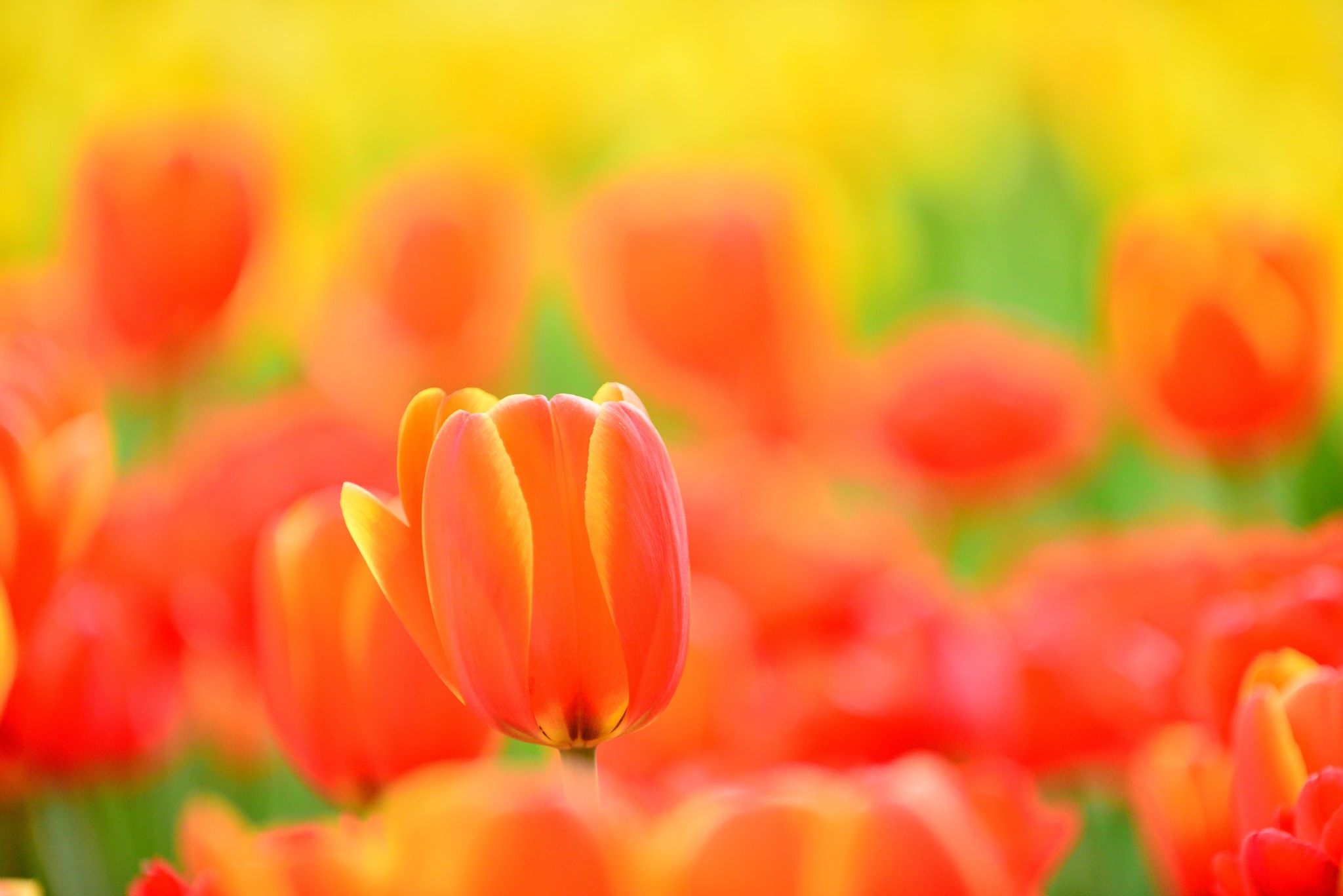 Orange Tulips in a Field HD Wallpaper