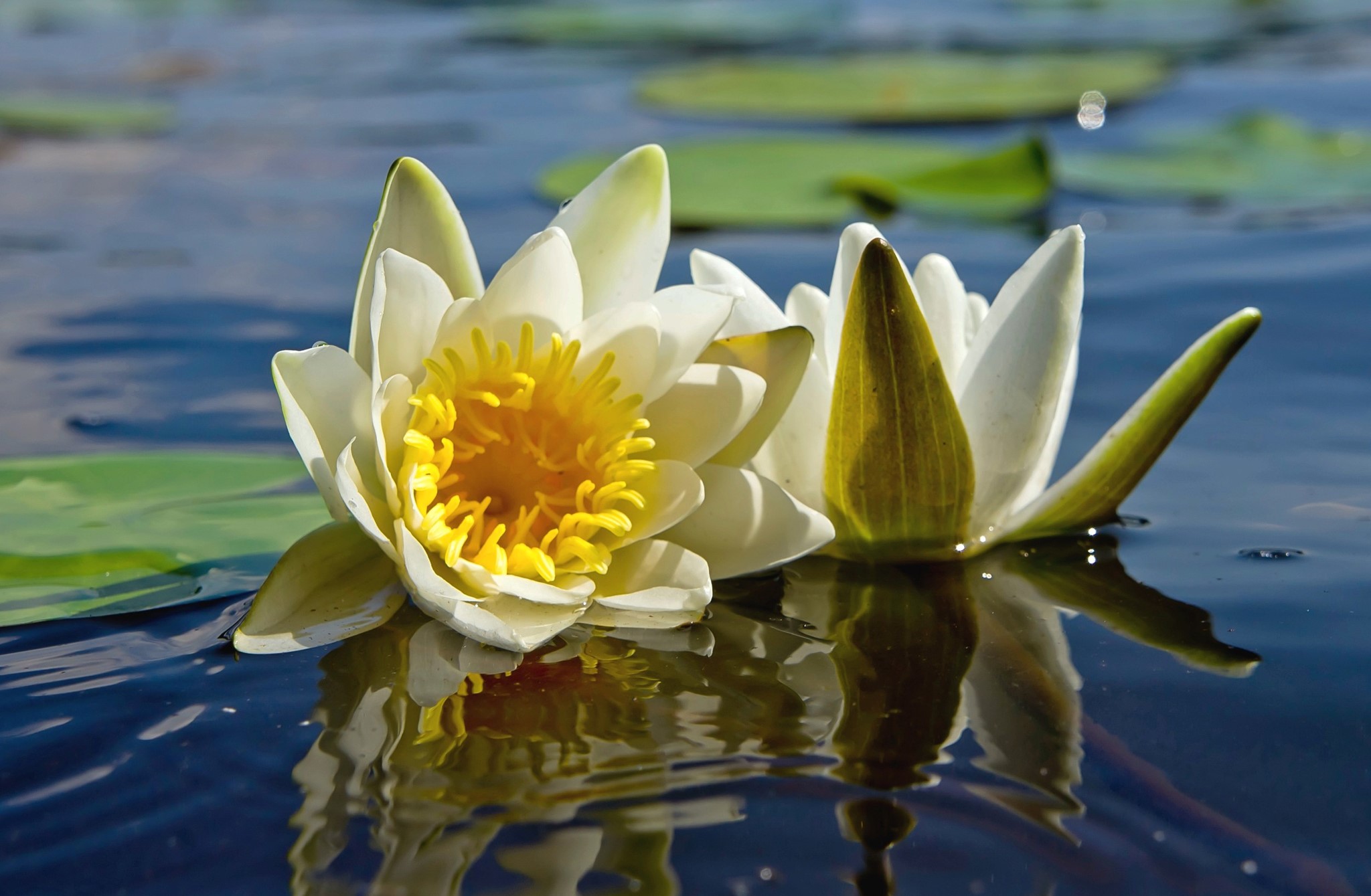Two white water lilies floating on water HD Wallpaper