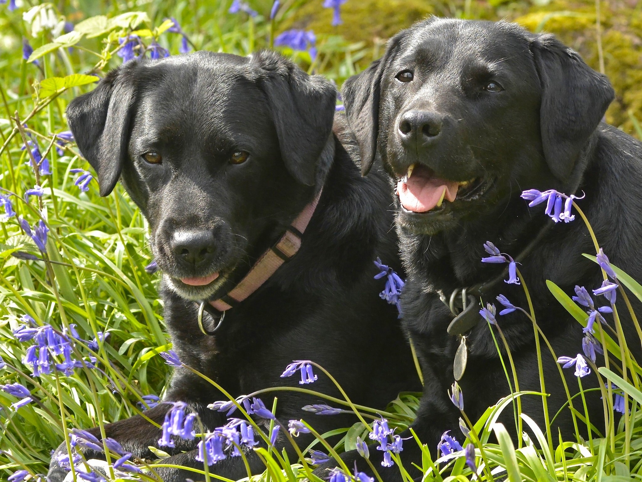 Two black Labrador Retrievers in bluebells HD Wallpaper