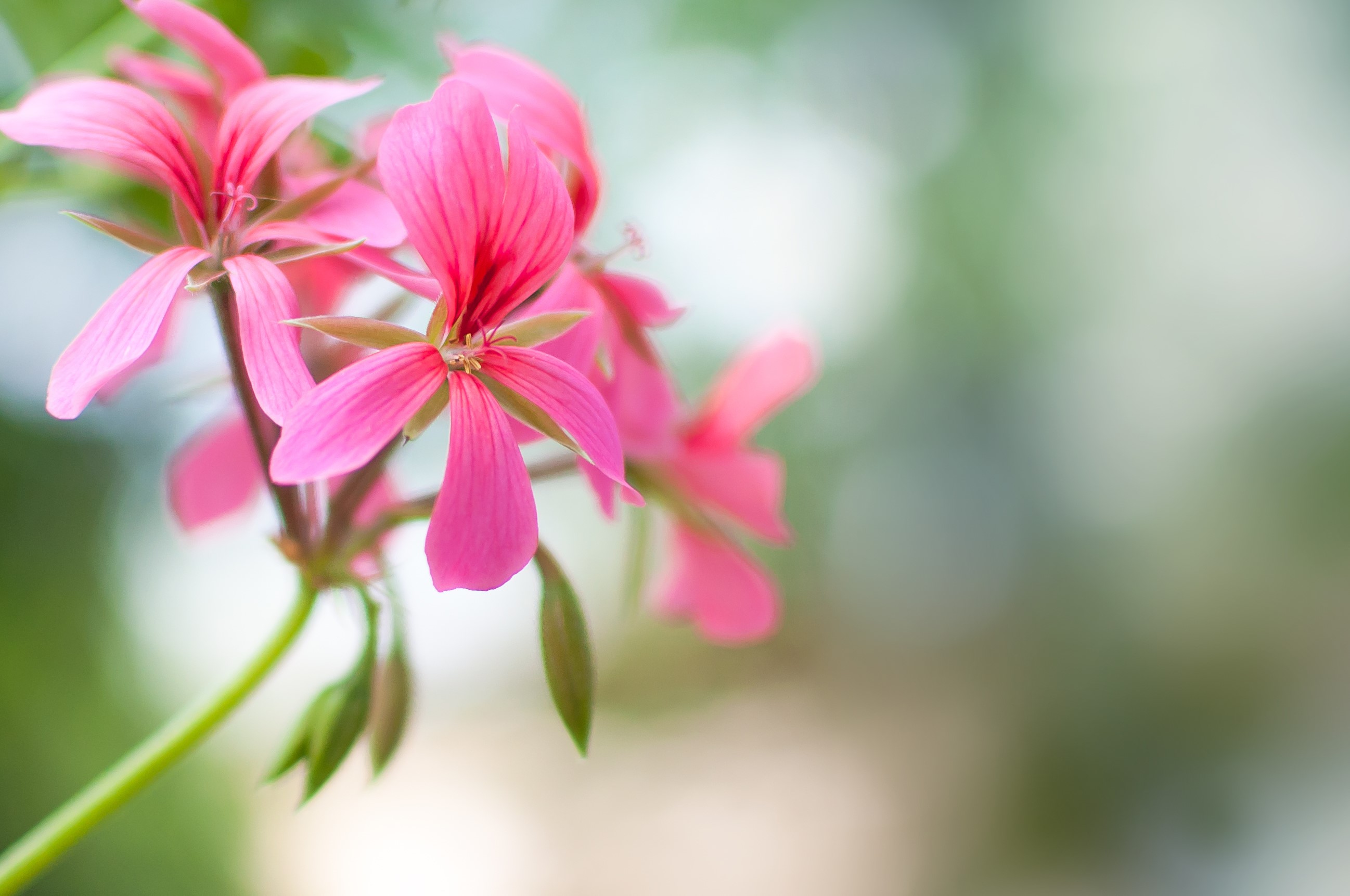 Pink Geranium Flowers Closeup HD Wallpaper