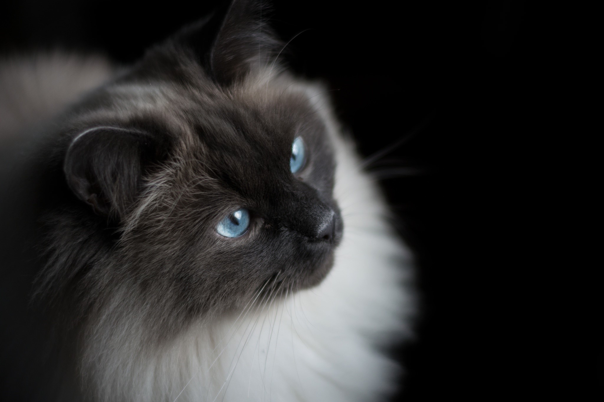 Fluffy cat with blue eyes looking to the side HD Wallpaper
