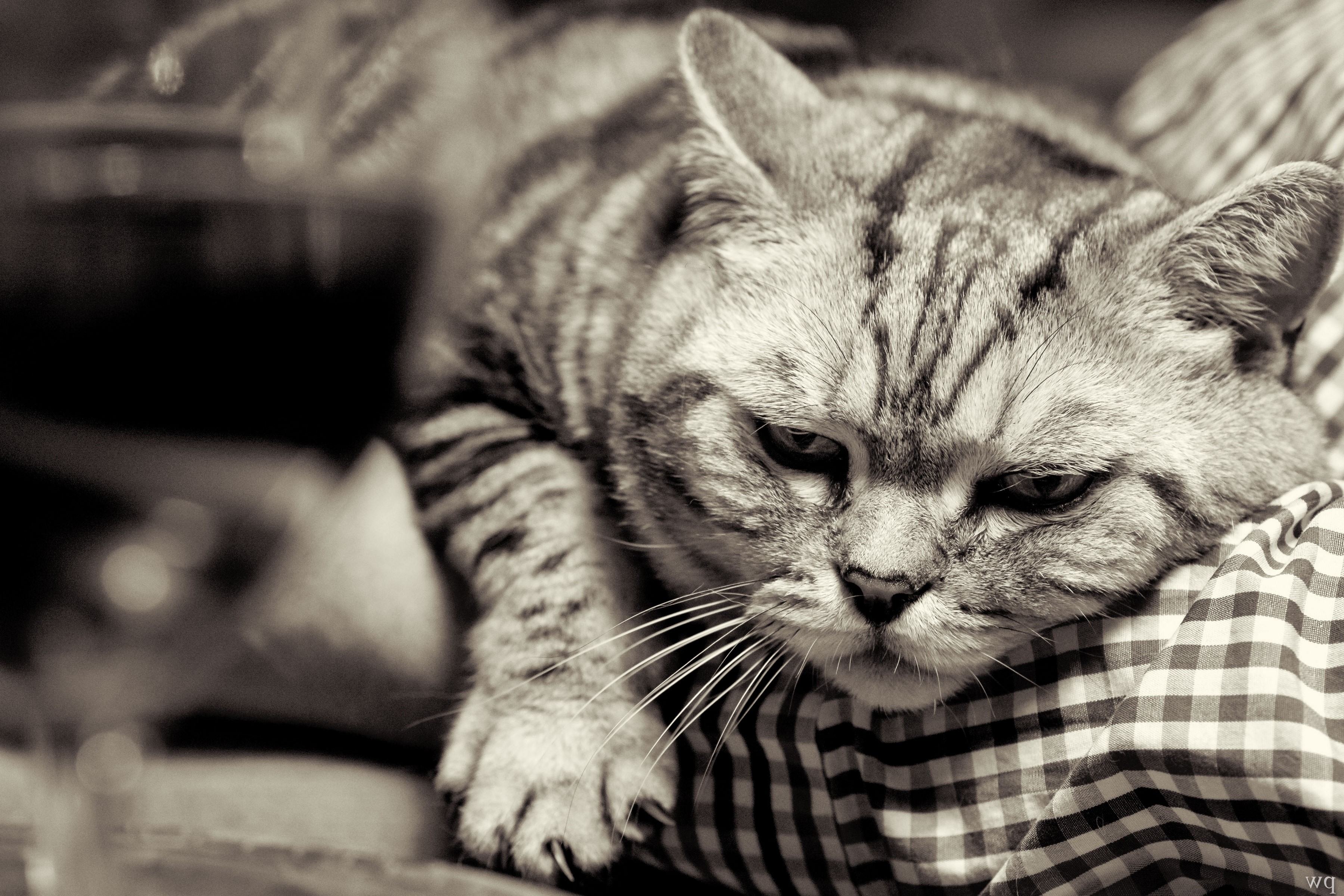 Close-up of a tabby cat resting on a checkered surface HD Wallpaper