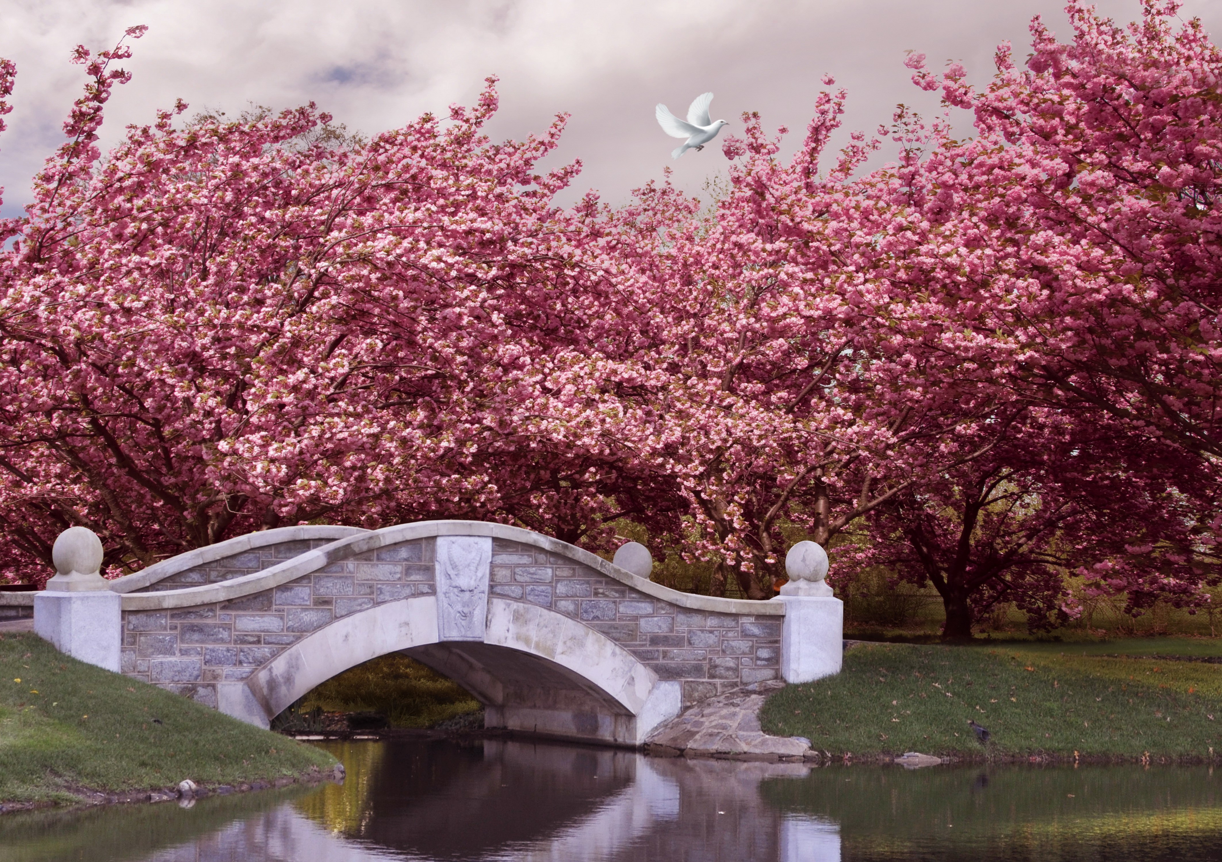 Stone bridge with flowering trees and a dove HD Wallpaper
