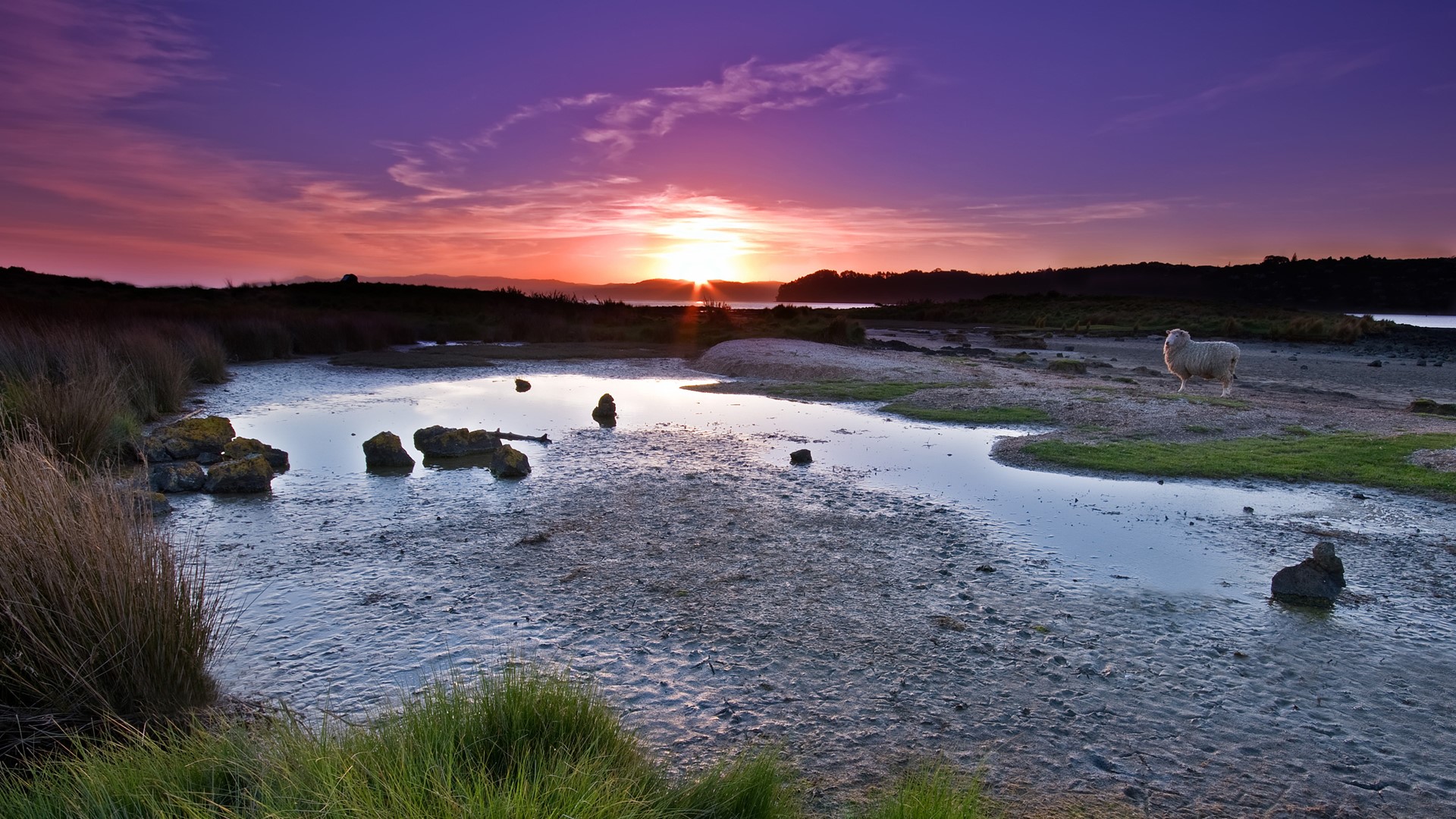 Sheep by a river at sunset HD Wallpaper
