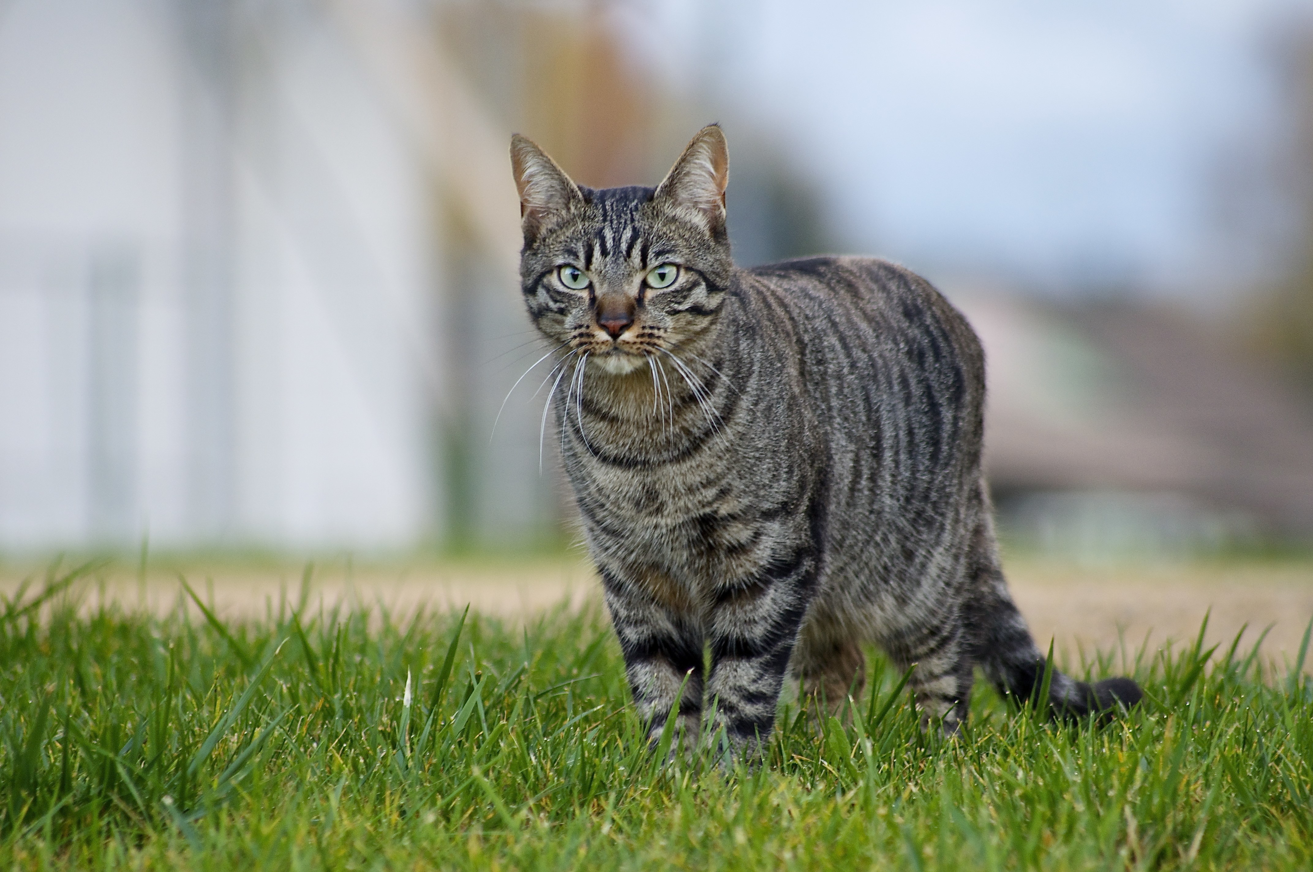 Tabby cat standing on grass HD Wallpaper