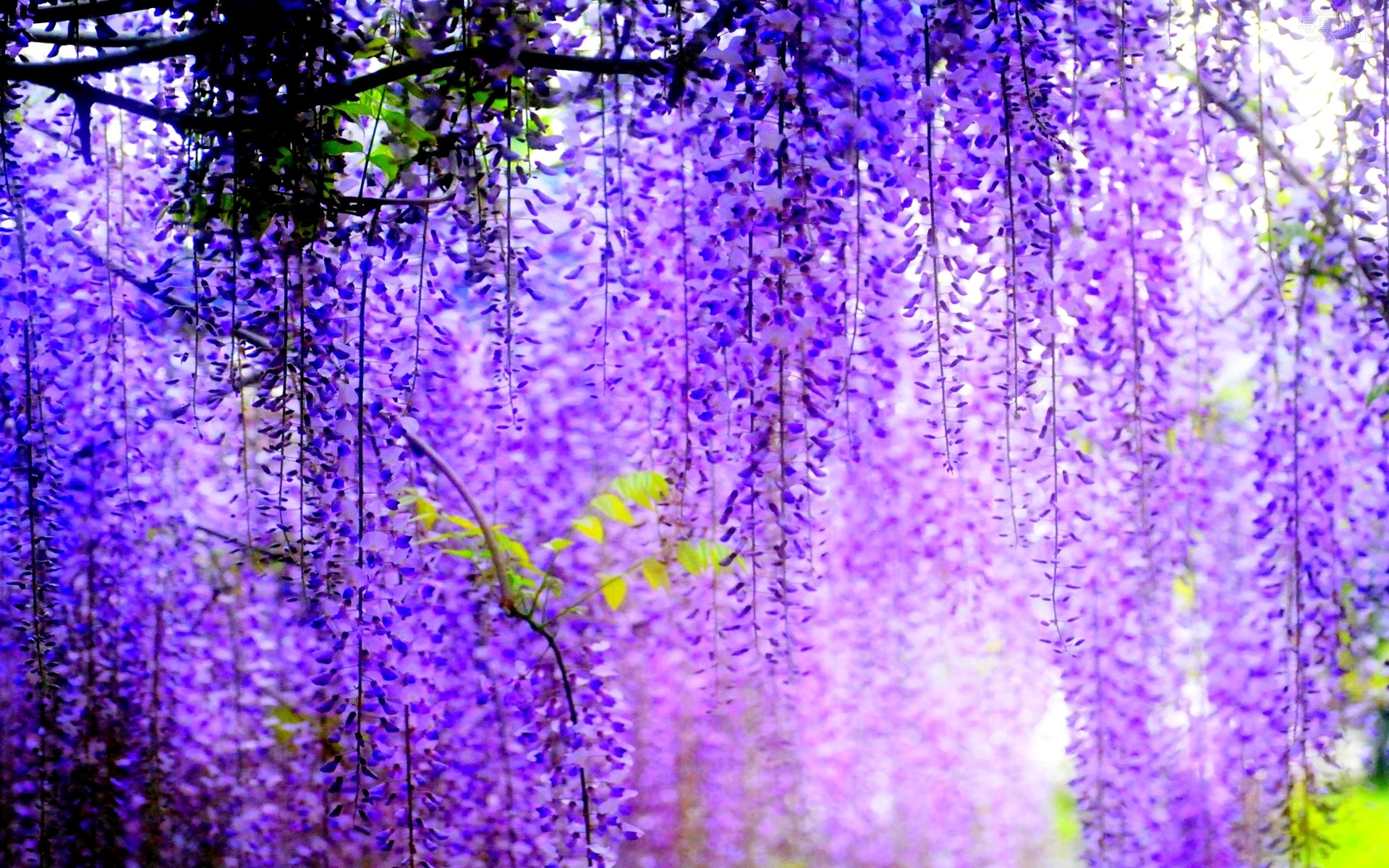 Purple Wisteria flowers hanging from branches HD Wallpaper
