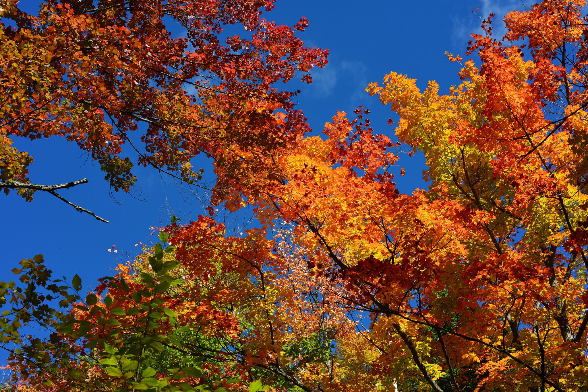 Autumn foliage against a bright blue sky HD Wallpaper