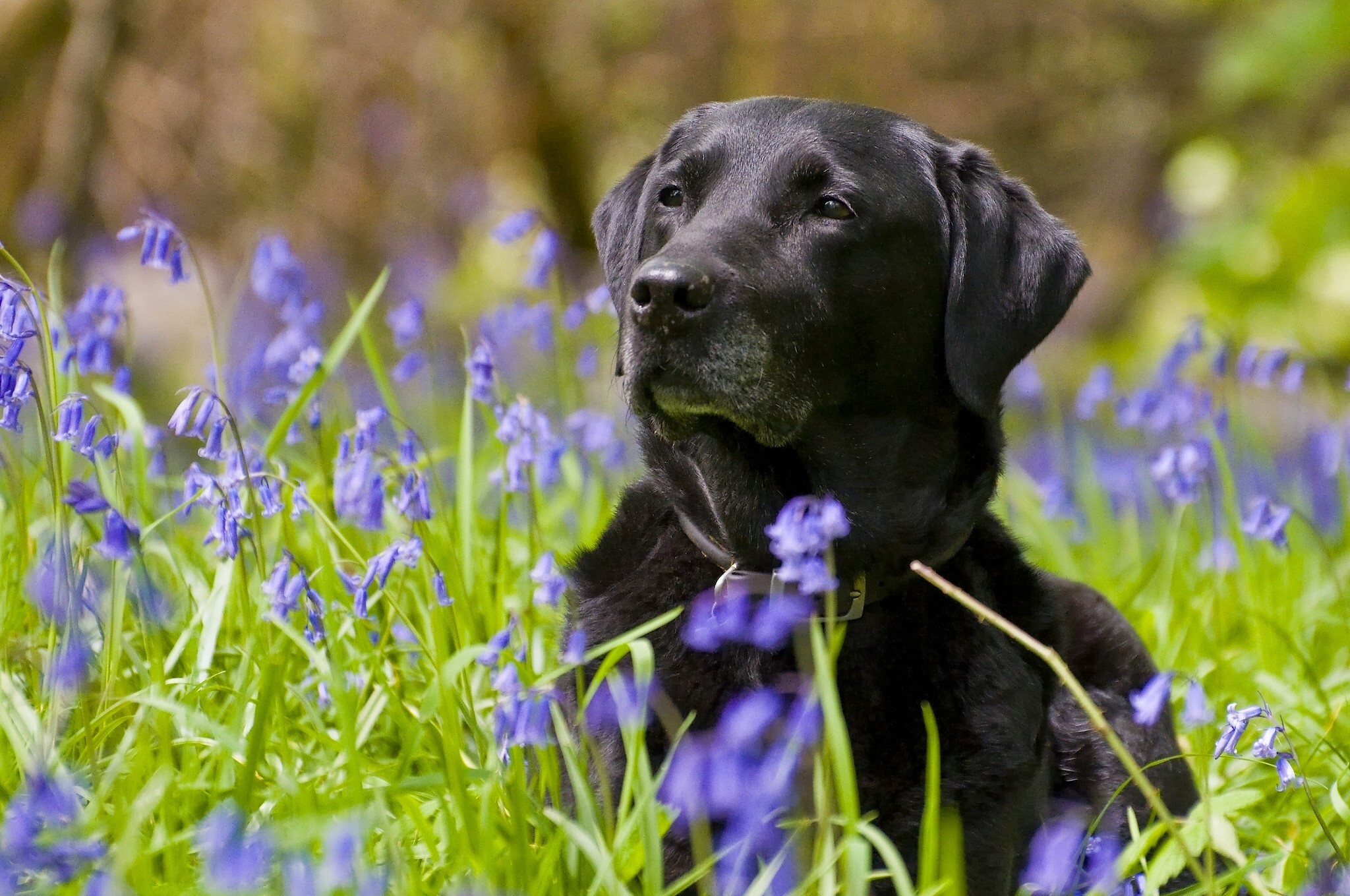 Black Labrador Retriever in Bluebells HD Wallpaper