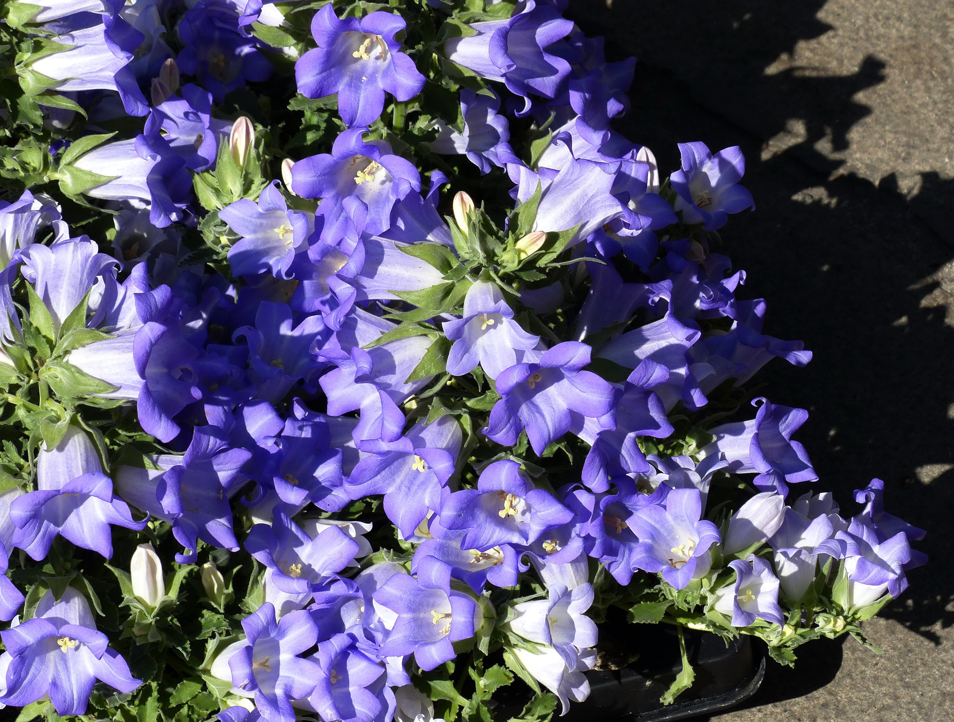 Closeup of purple Campanula flowers HD Wallpaper