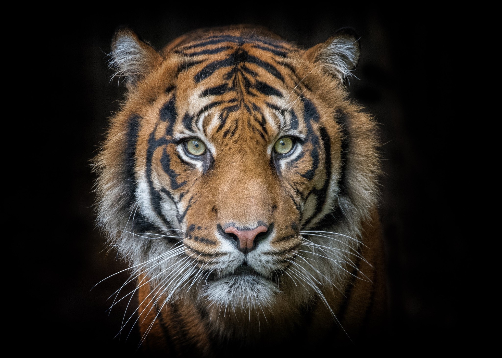Close-up portrait of a tiger's face HD Wallpaper
