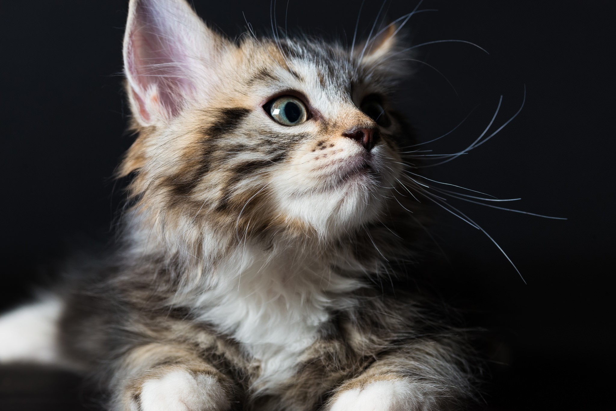 A fluffy kitten with tabby markings looks up HD Wallpaper
