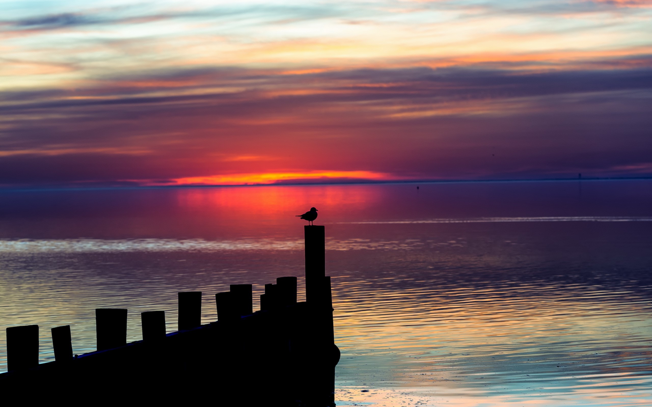 Seagull on post at sunset over the sea HD Wallpaper