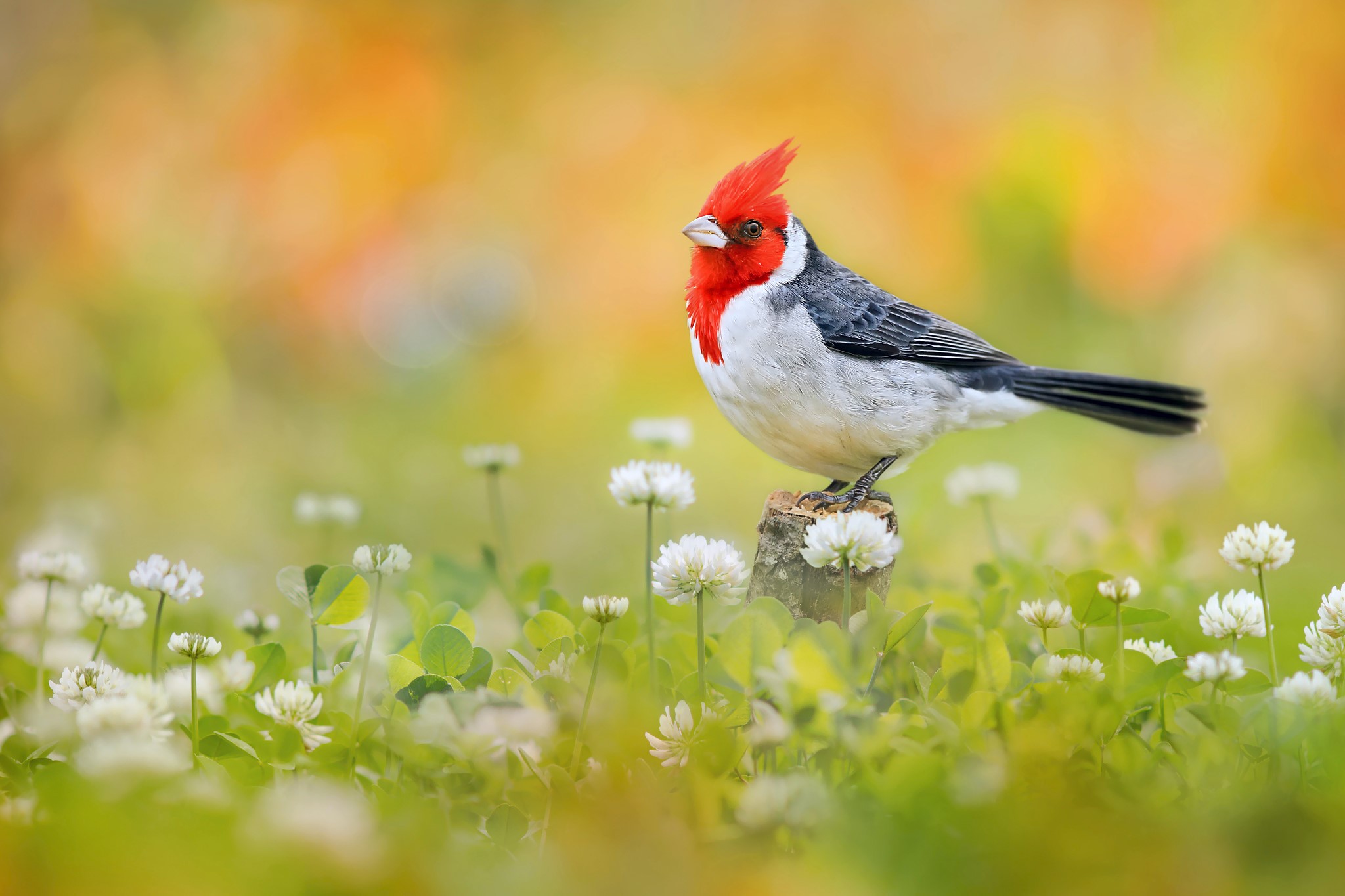 Red-crested cardinal perched on a stump in a field of clover HD Wallpaper