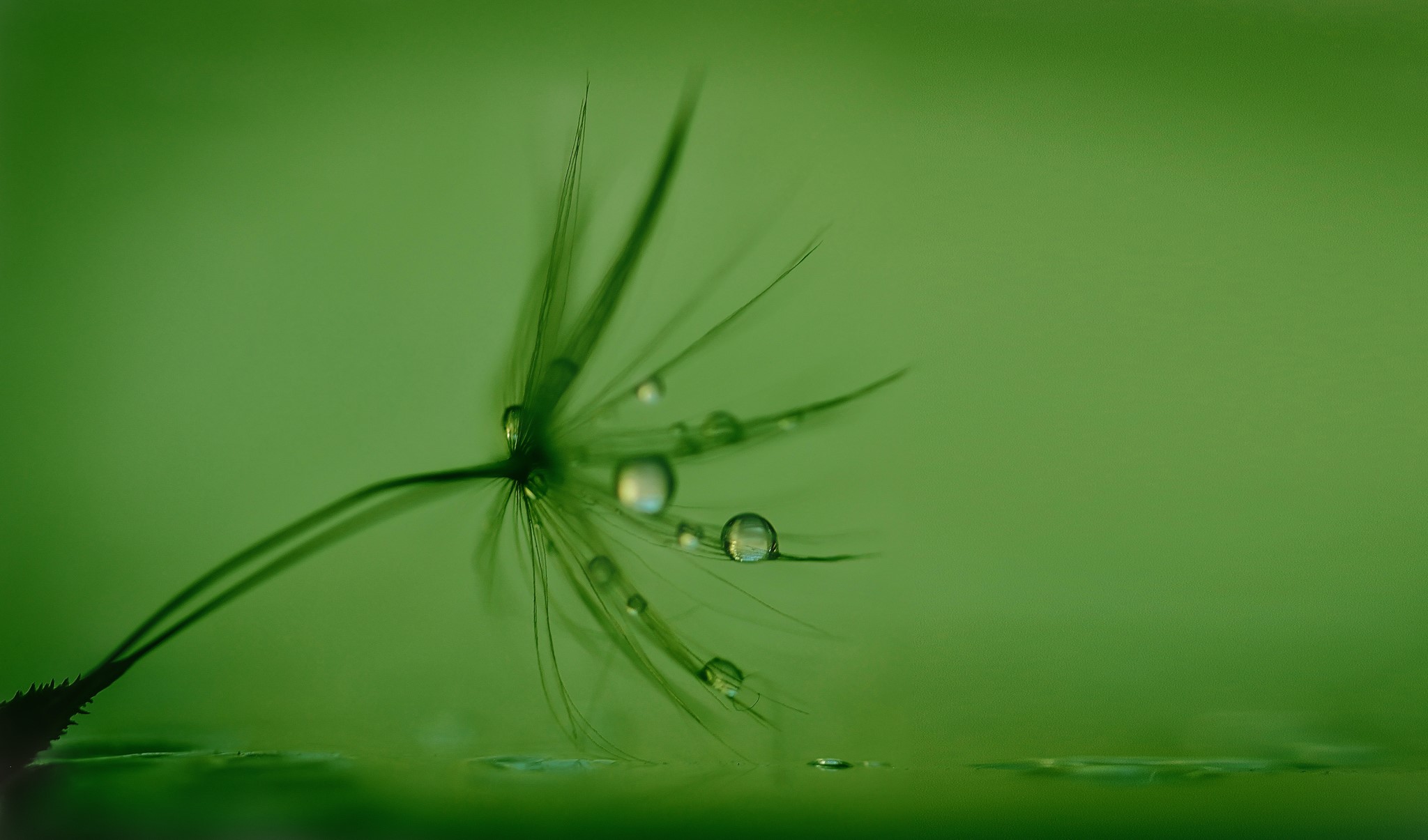 Dandelion seed with water drops on green background HD Wallpaper