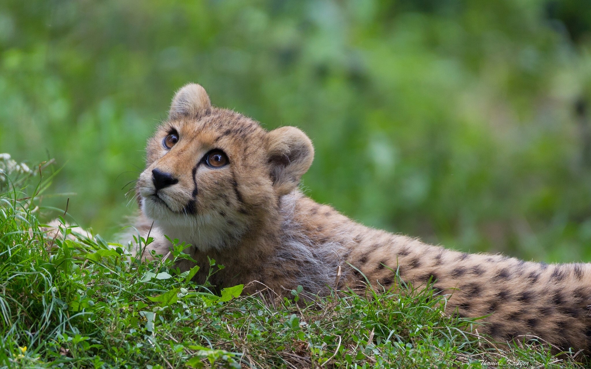 Cheetah cub lying in green grass HD Wallpaper