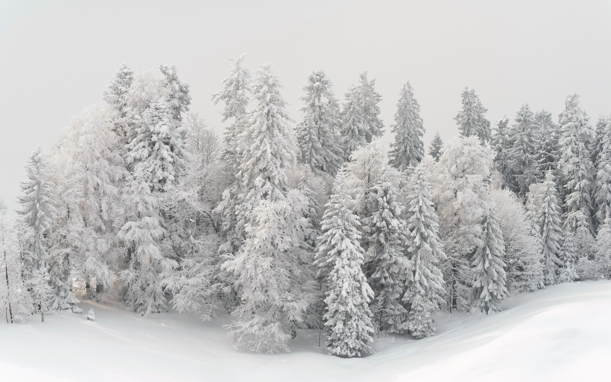 Snow-covered trees in a winter forest HD Wallpaper