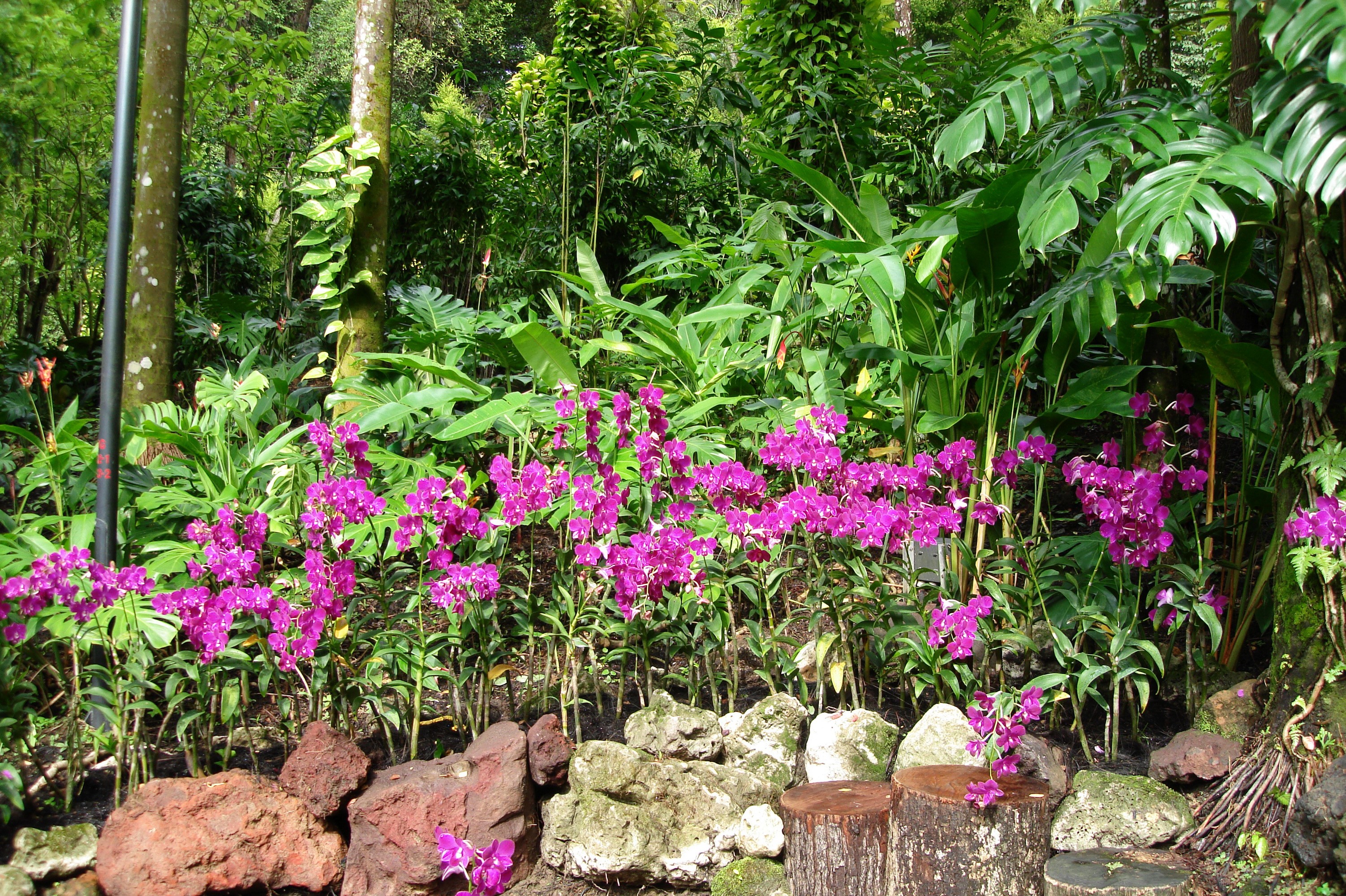 Purple orchids in a garden with rocks and trees HD Wallpaper