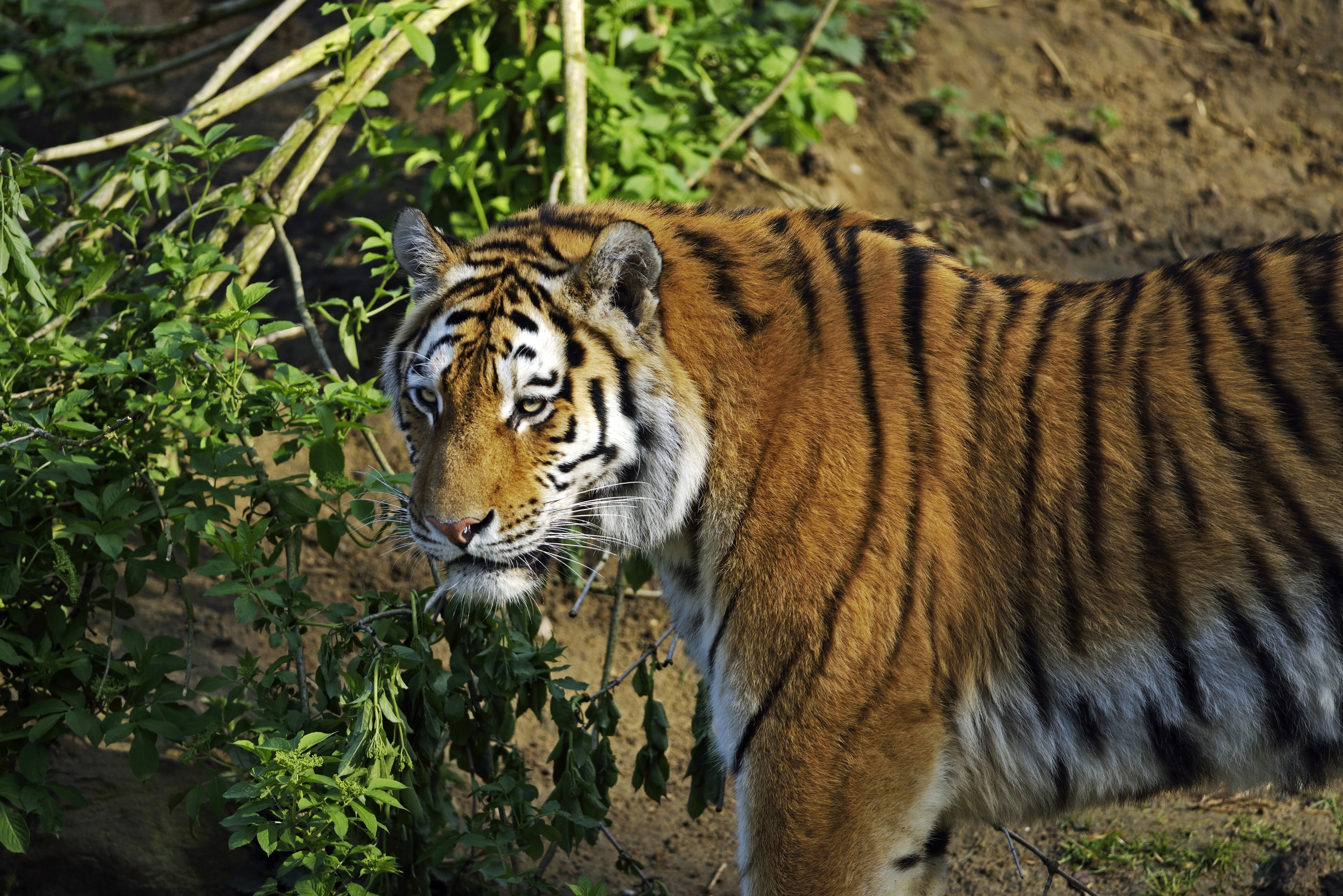 Tiger in green foliage HD Wallpaper